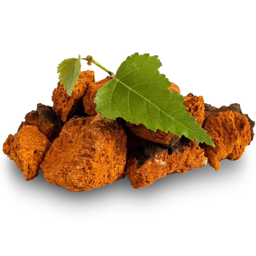 chaga_natural