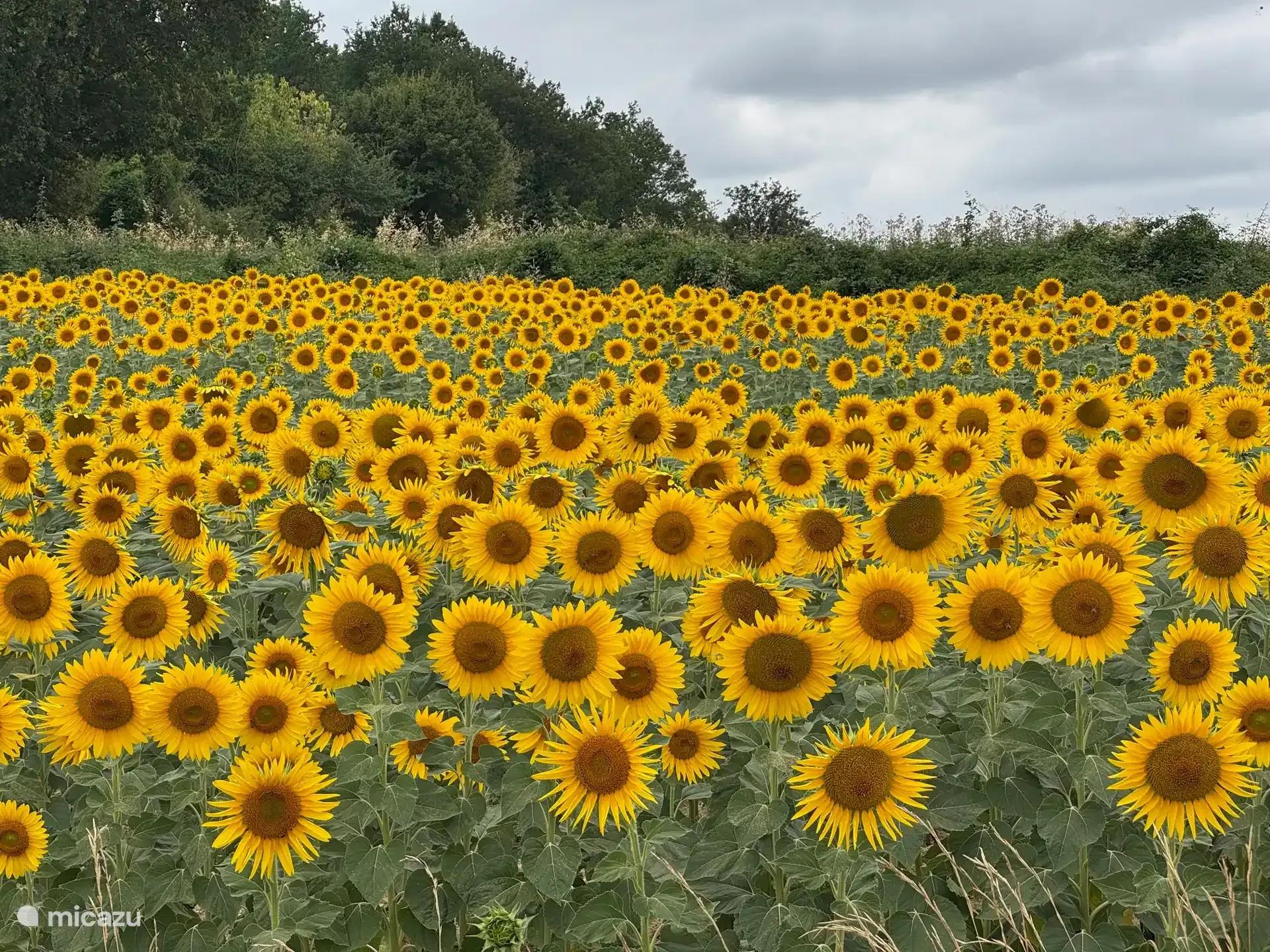 Een zonnebloemveld in bloei in de Charente, met bos op de achtergrond