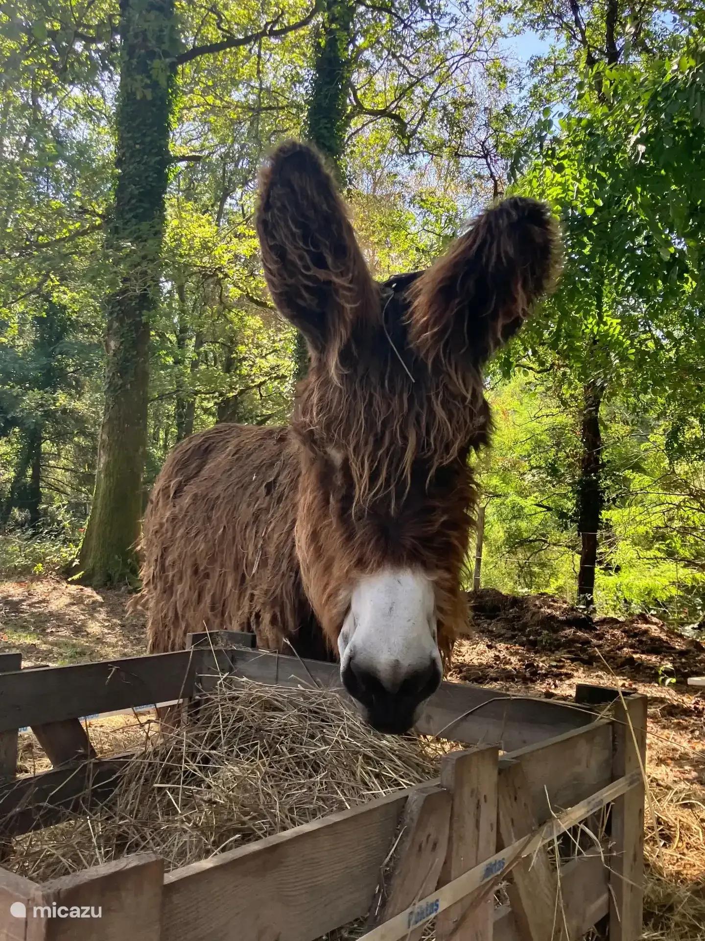 Een ezel bij een voederbak aan de rand van het bos