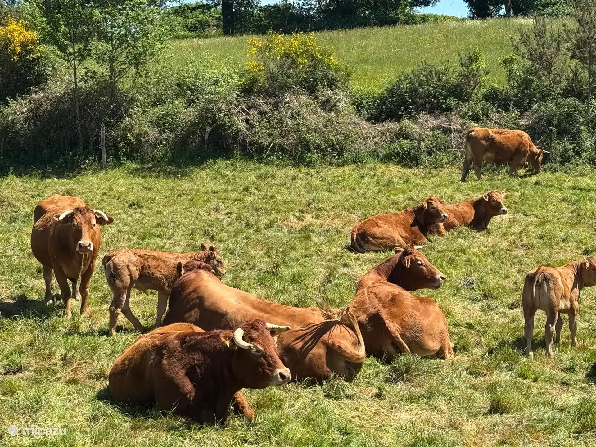 Limousinkoeien in een weiland in de Charente