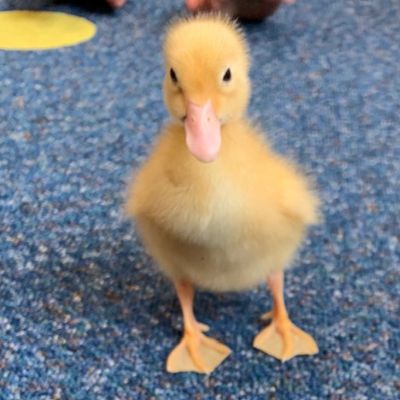 A duckling 
