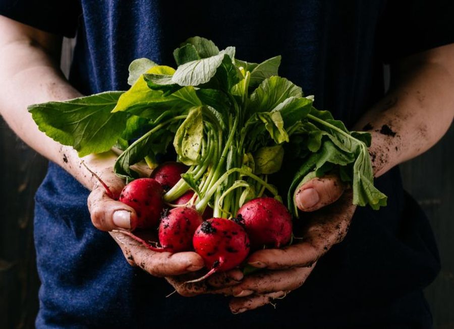 Valley Fruit & Produce design 2