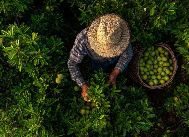 Valley Fruit & Produce