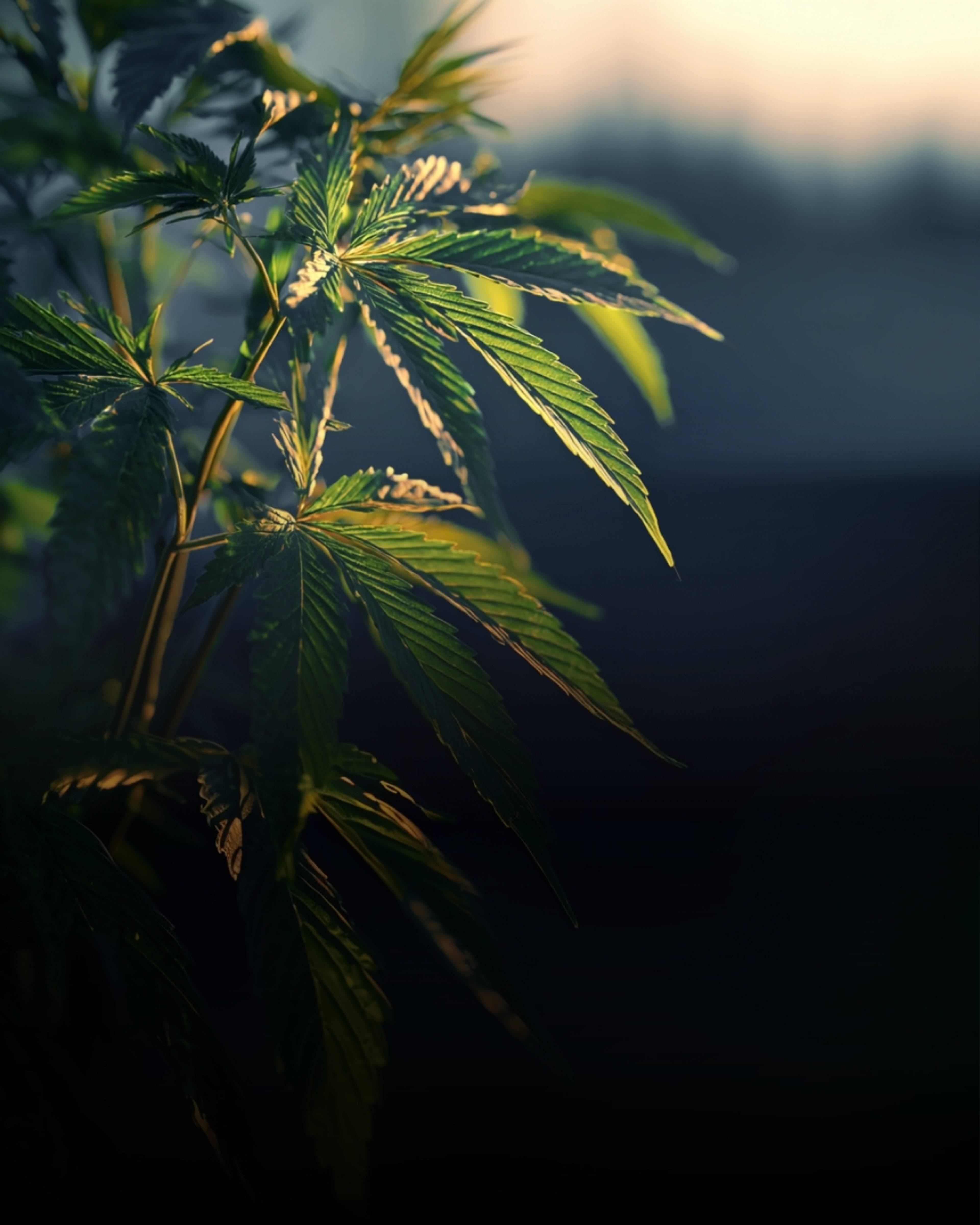 Feuilles de chanvre en pleine terre