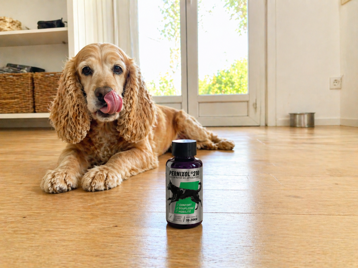 Un propriétaire de berger allemand et son chien