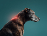 Hund leidet an Arthrose