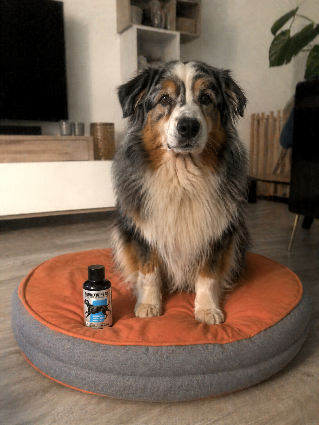 un golden retriever avec pernixol420