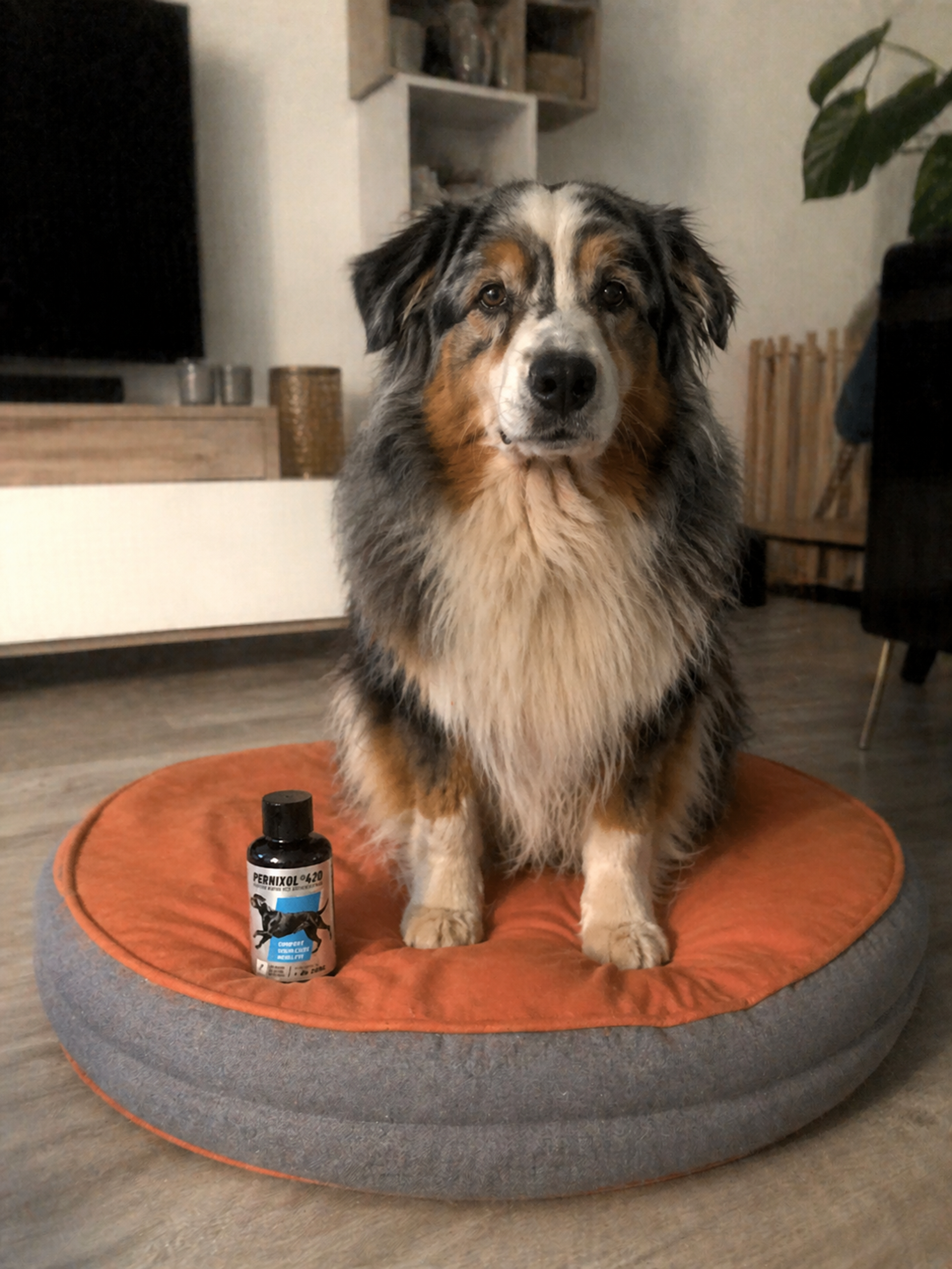 un golden retriever avec pernixol420