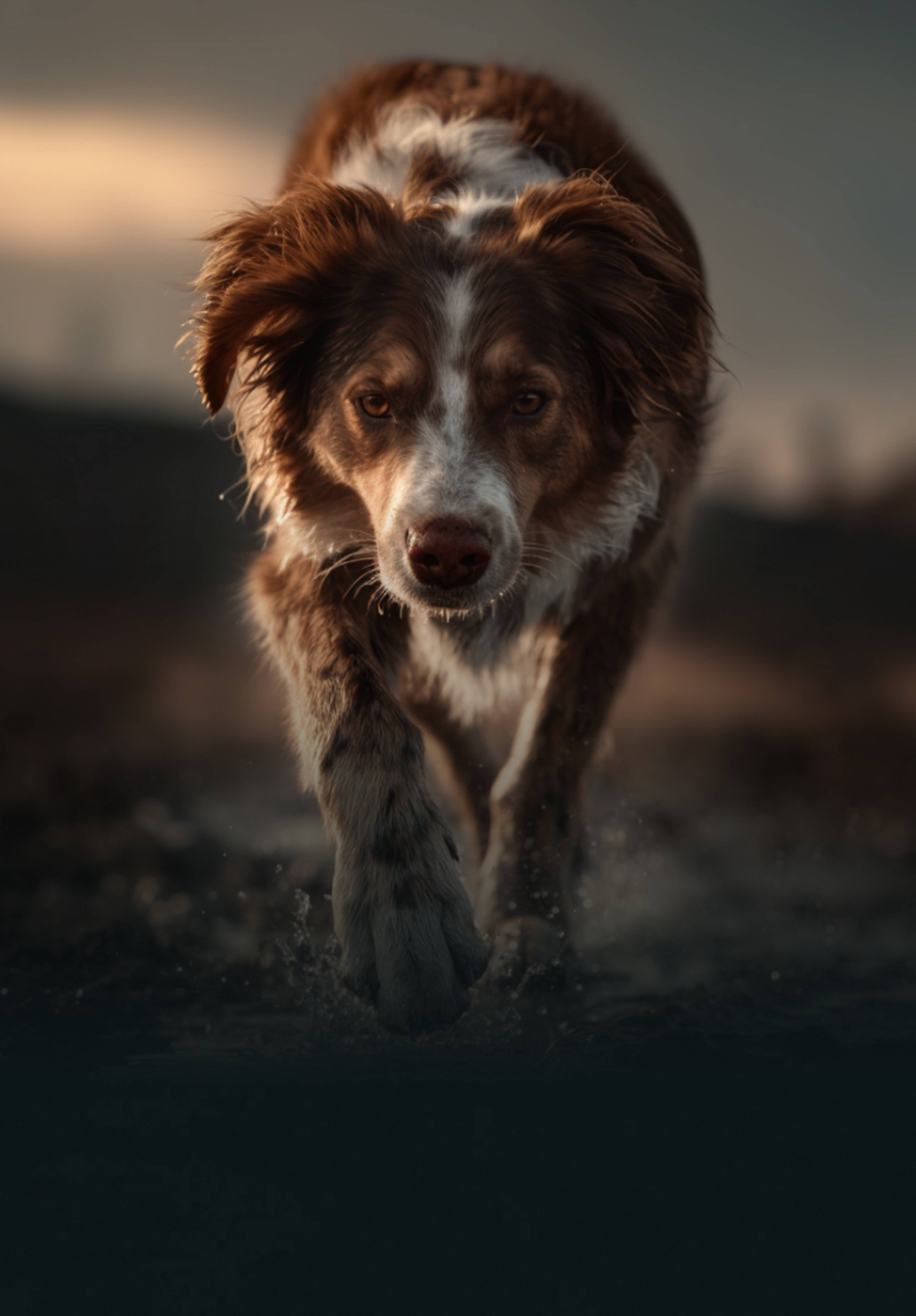 Chien qui marche dans la boue