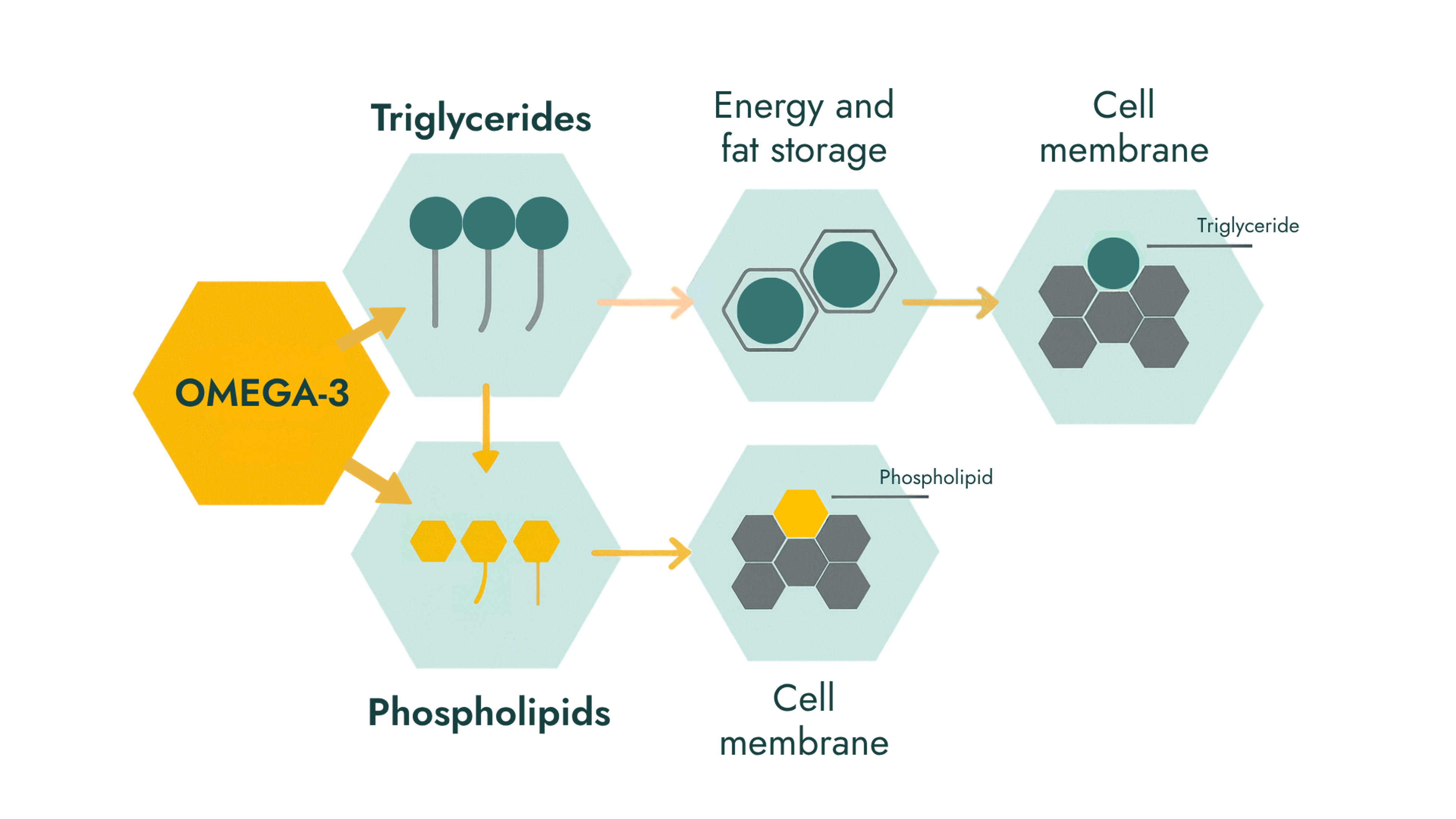 Diagram explaining the difference between Omega-3 in triglyceride and phospholipid forms.