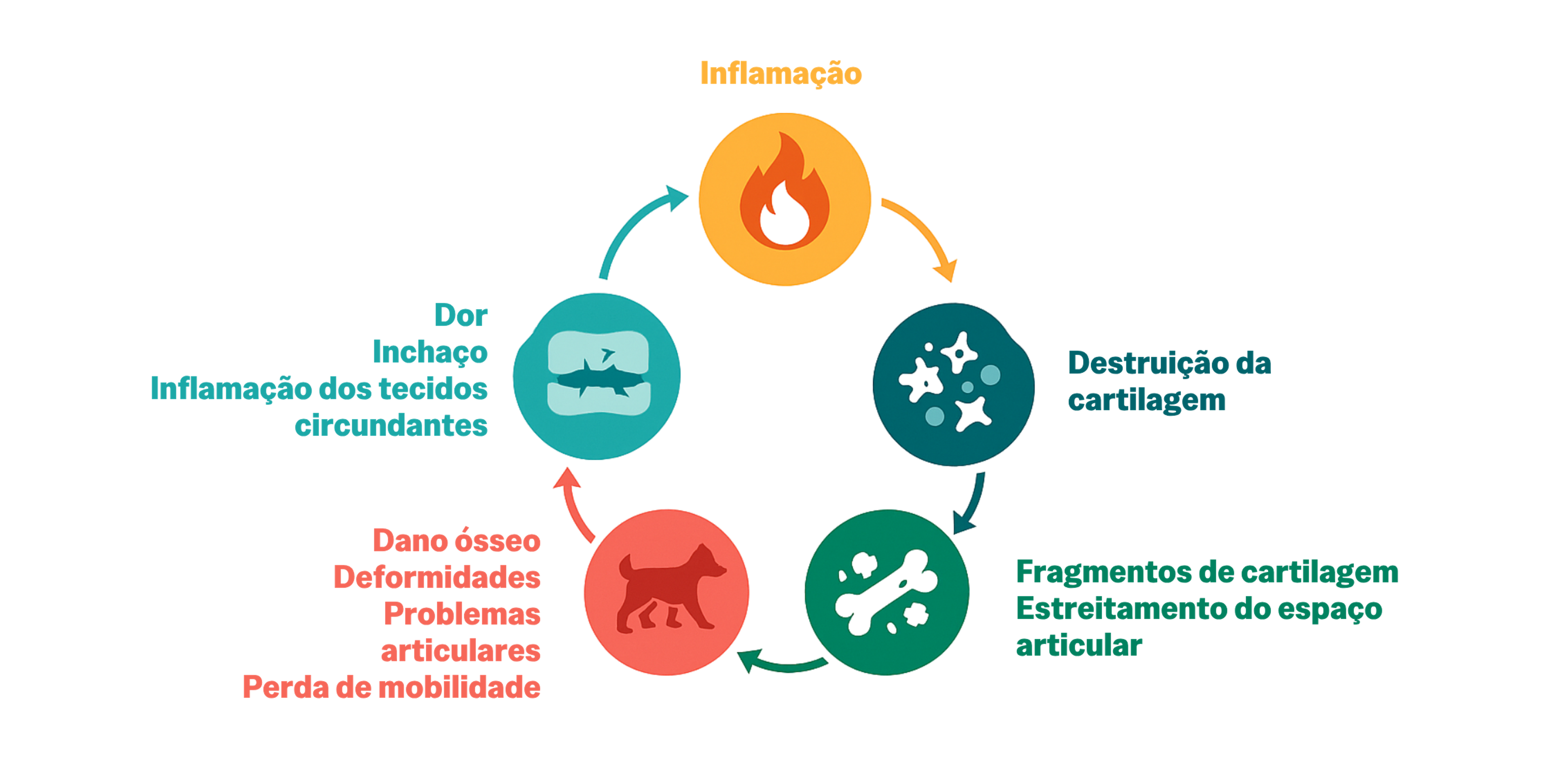 Mecanismos biológicos da artrose canina inflamação e degradação da cartilagem