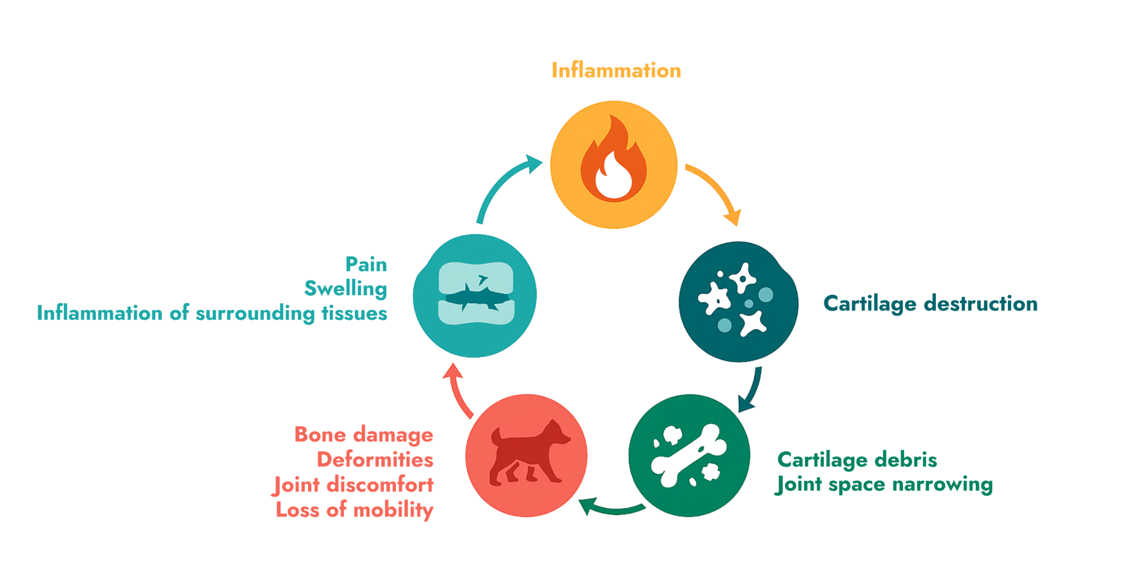 Biological mechanisms of canine osteoarthritis such as inflammation and cartilage breakdown