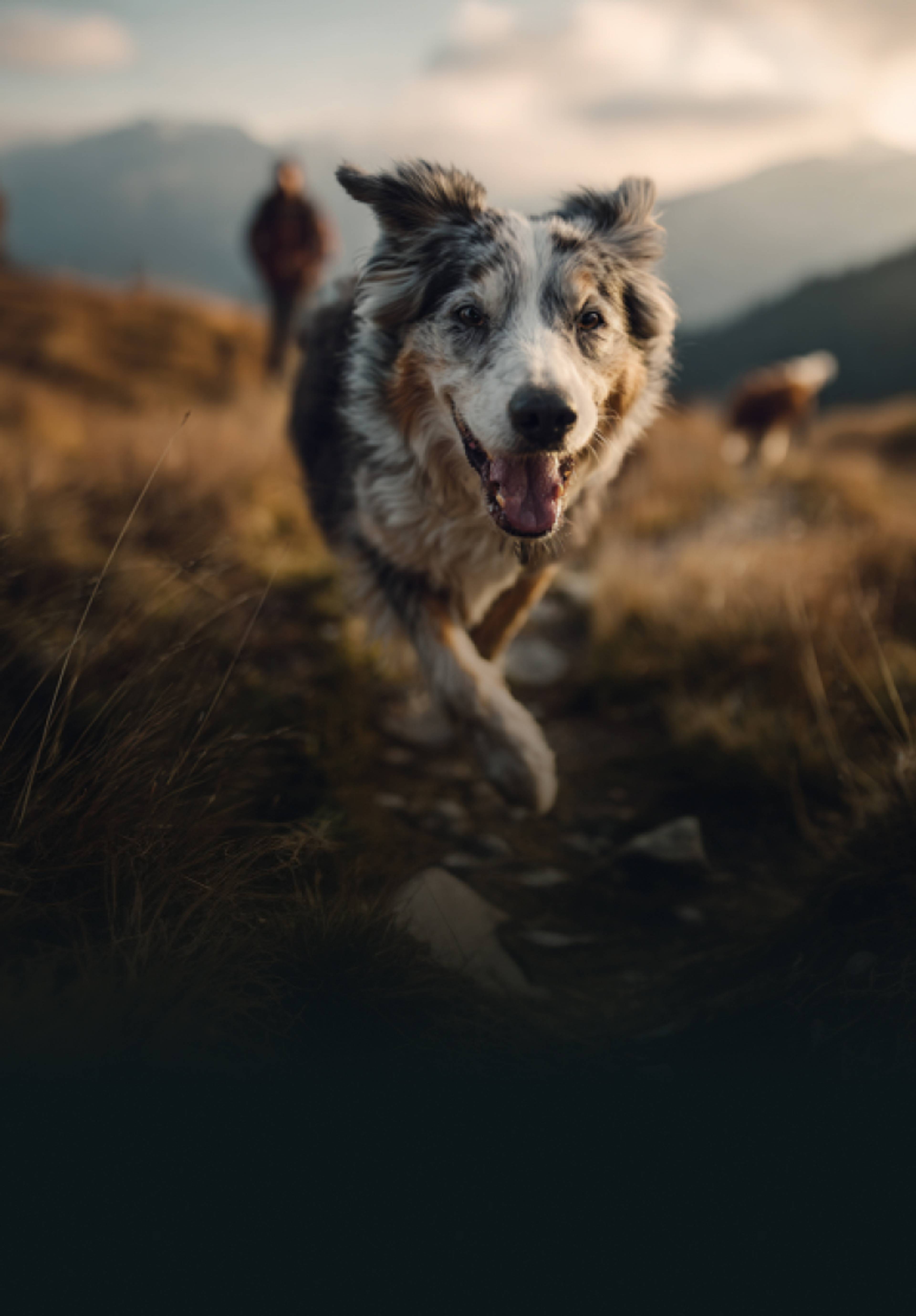 Chien dans la montagne