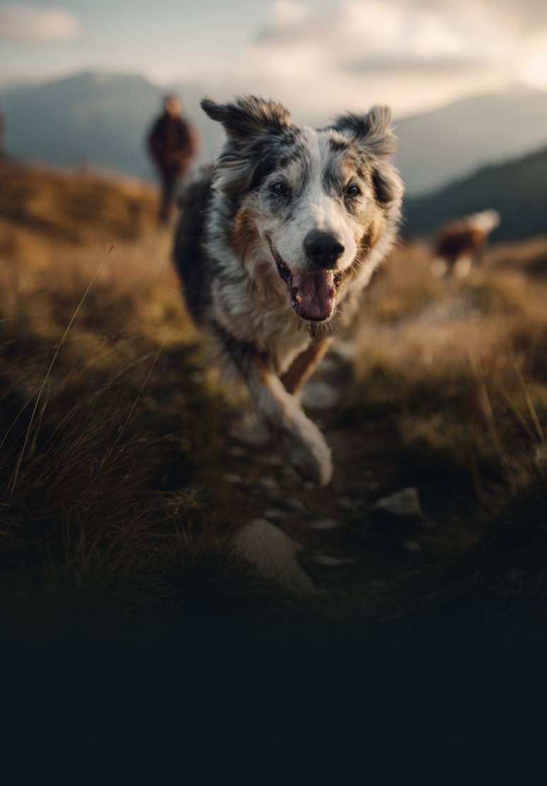 Cane in montagna