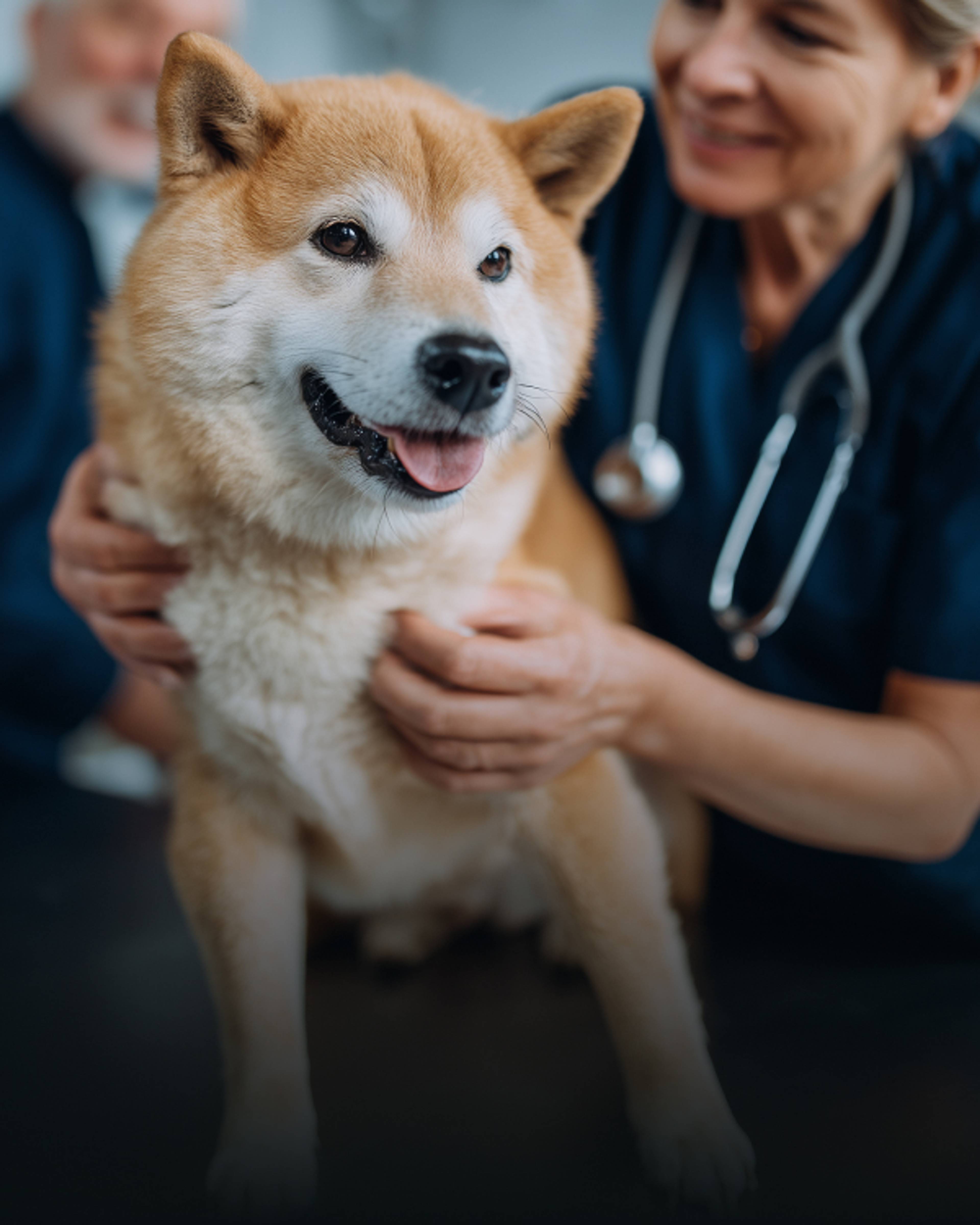 Un vétérinaire osculte un chien avec son stétoscope