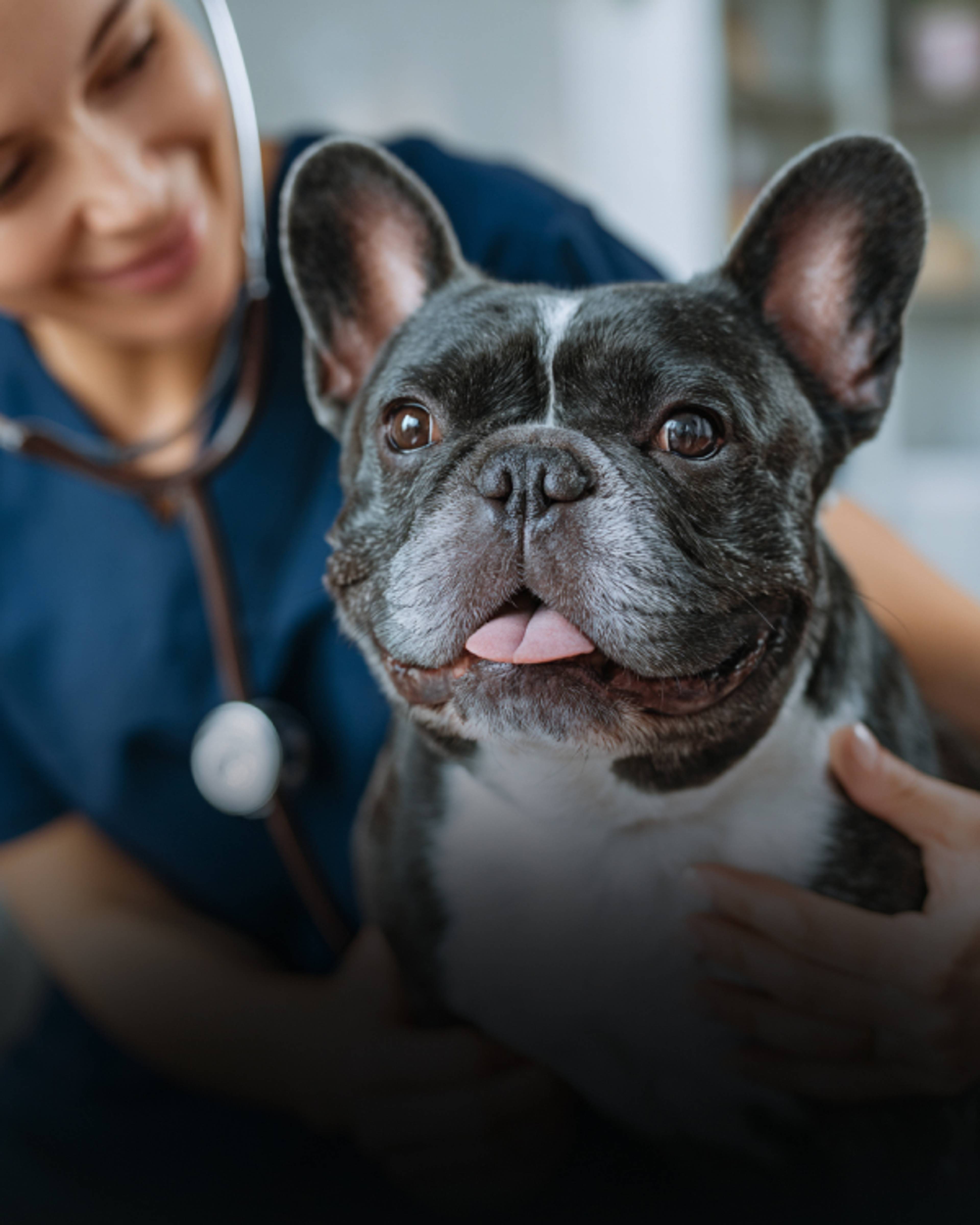 Un vétérinaire osculte un chien avec son stétoscope