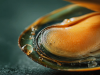 Moule verte de Nouvelle-Zélande (Perna Canaliculus)