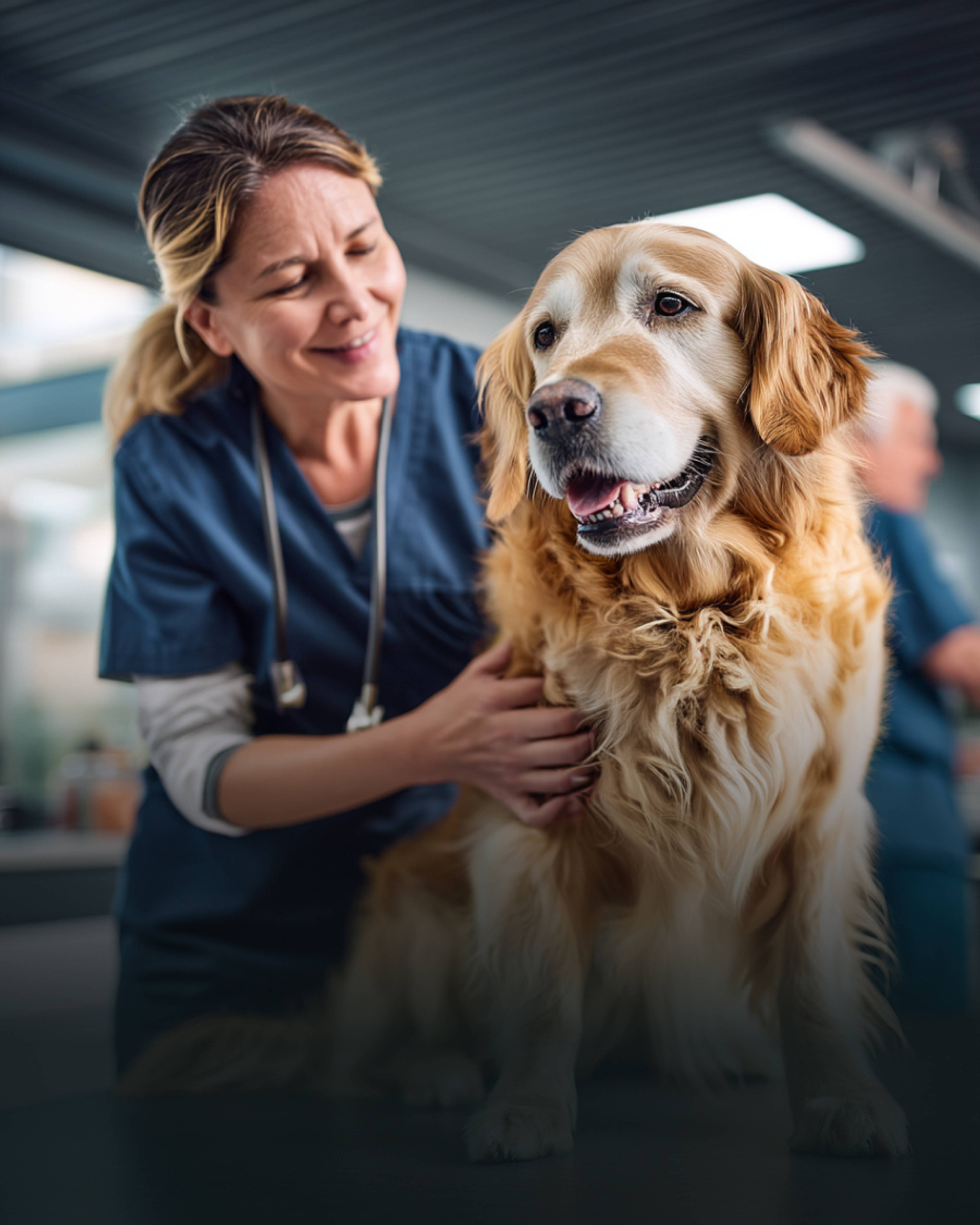 Un vétérinaire osculte un chien avec son stétoscope