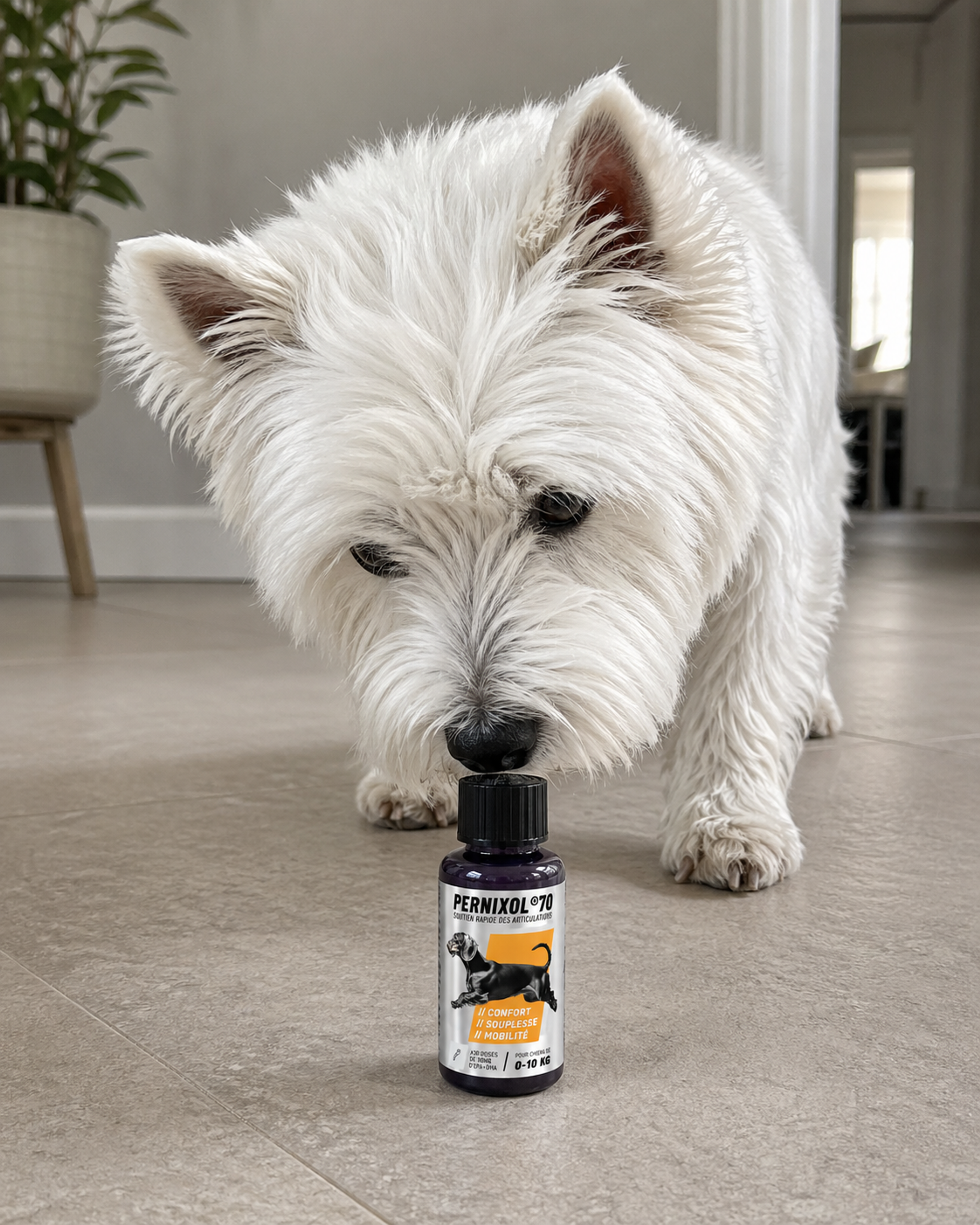Westie et pernixol70