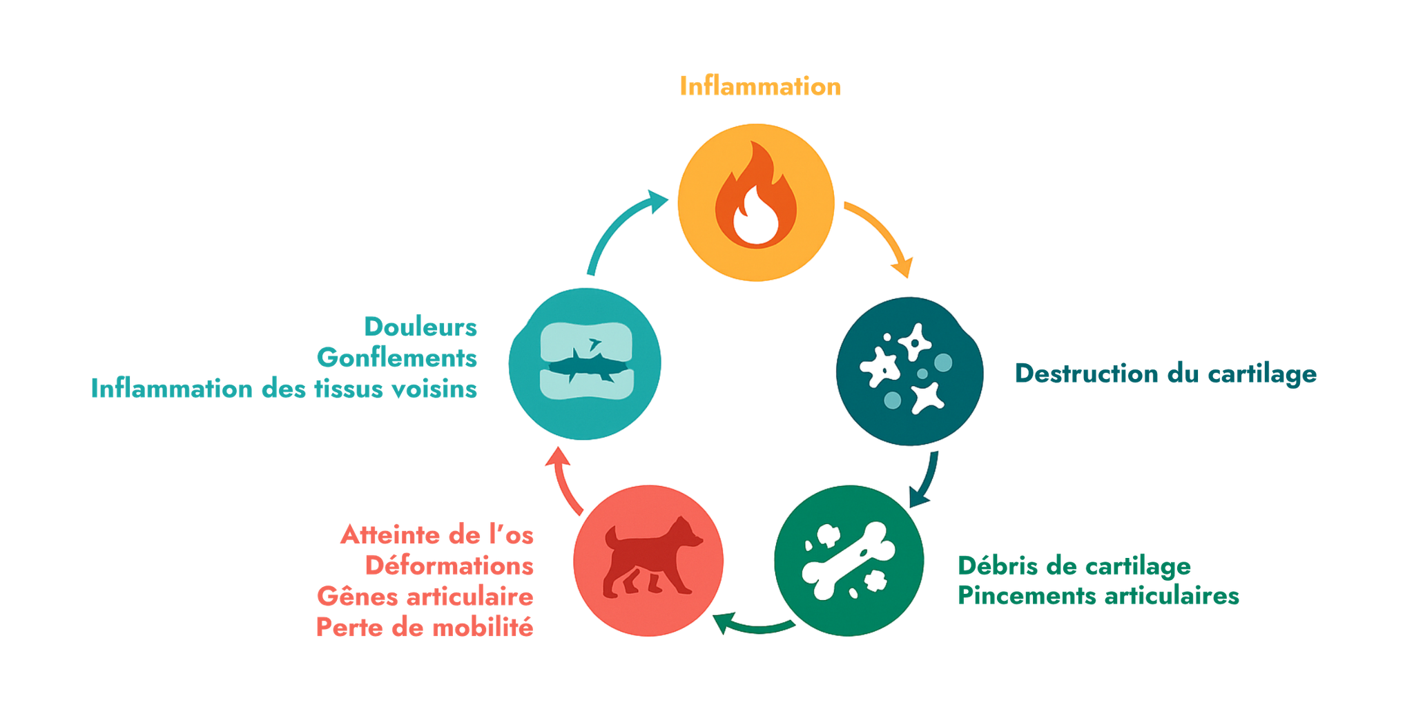 Mécanismes biologiques de l’arthrose canine inflammation et dégradation du cartilage