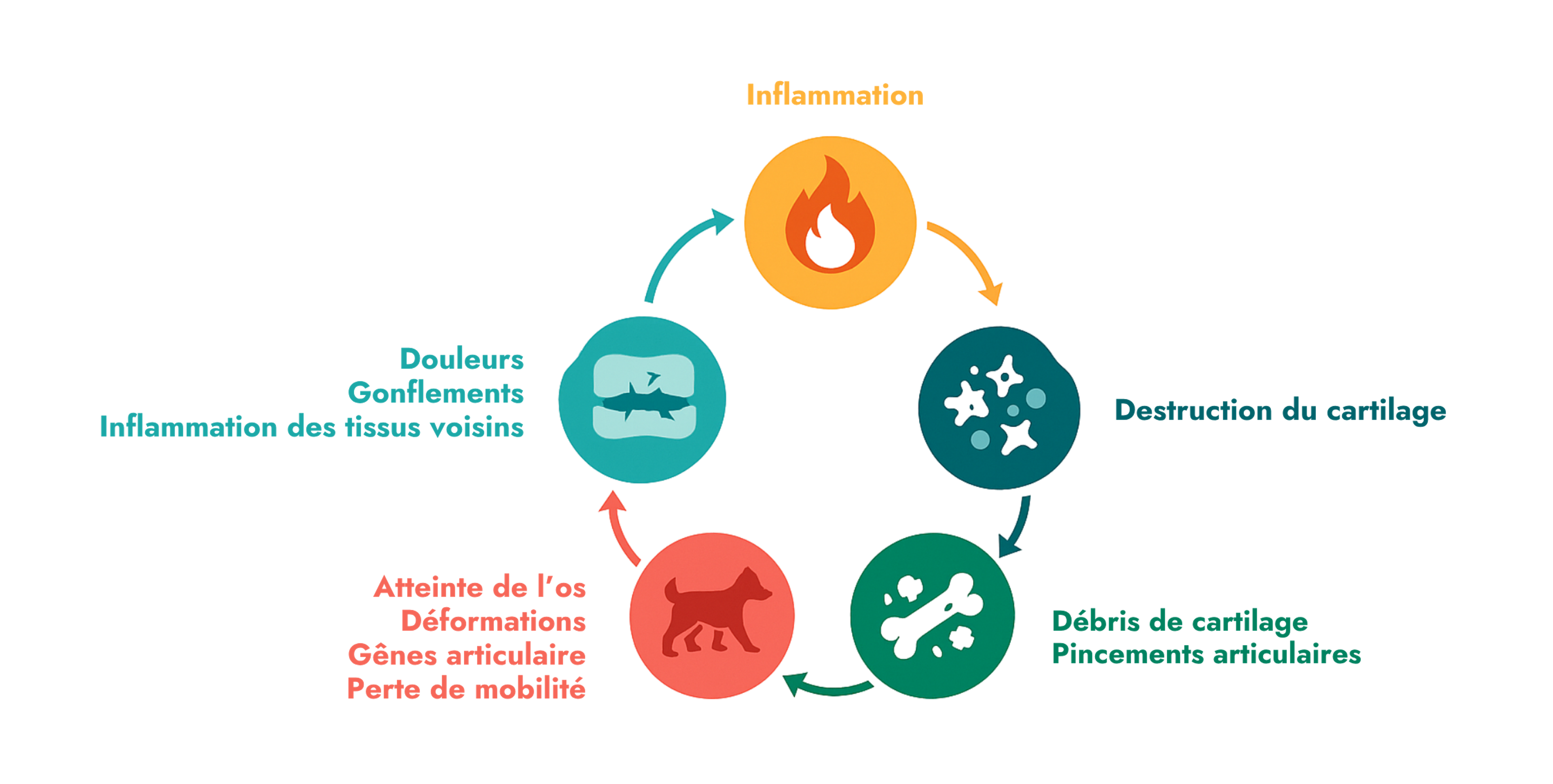 Mécanismes biologiques de l’arthrose canine inflammation et dégradation du cartilage