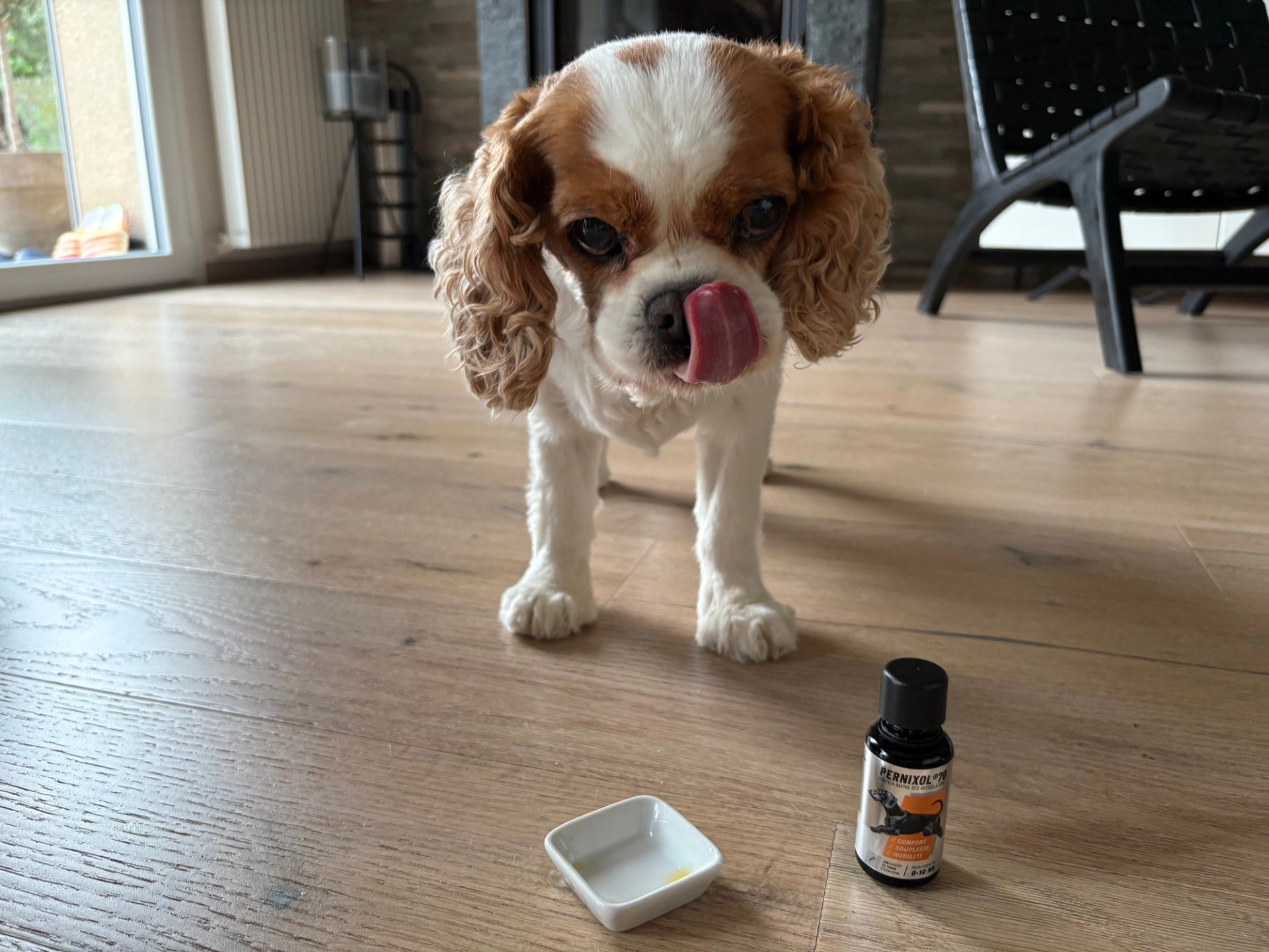 Cocker spaniel qui se lèche les babines avec PERNIXOL, complément alimentaire riche en huile de moule verte pour le confort articulaire du chien