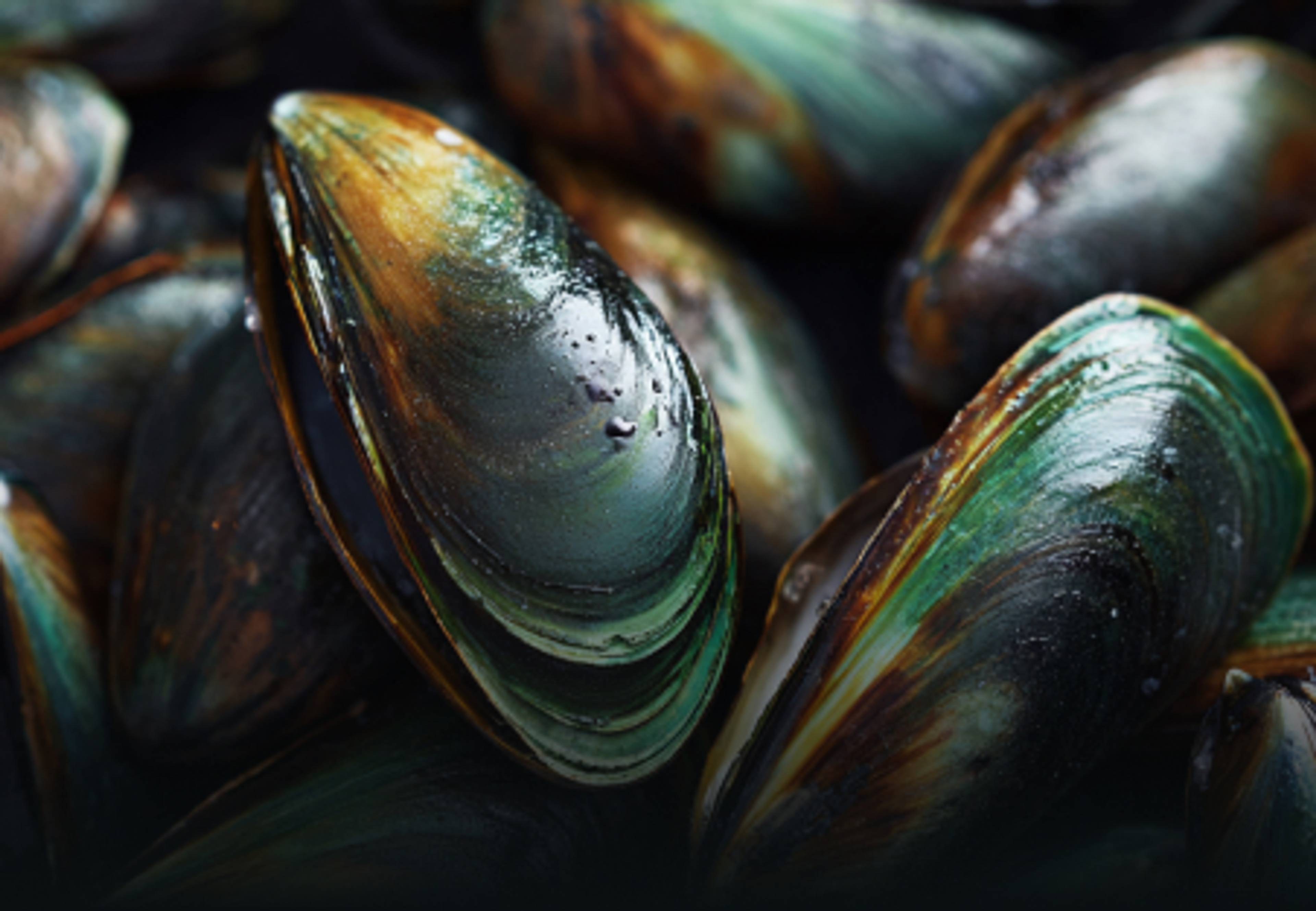 Moules vertes