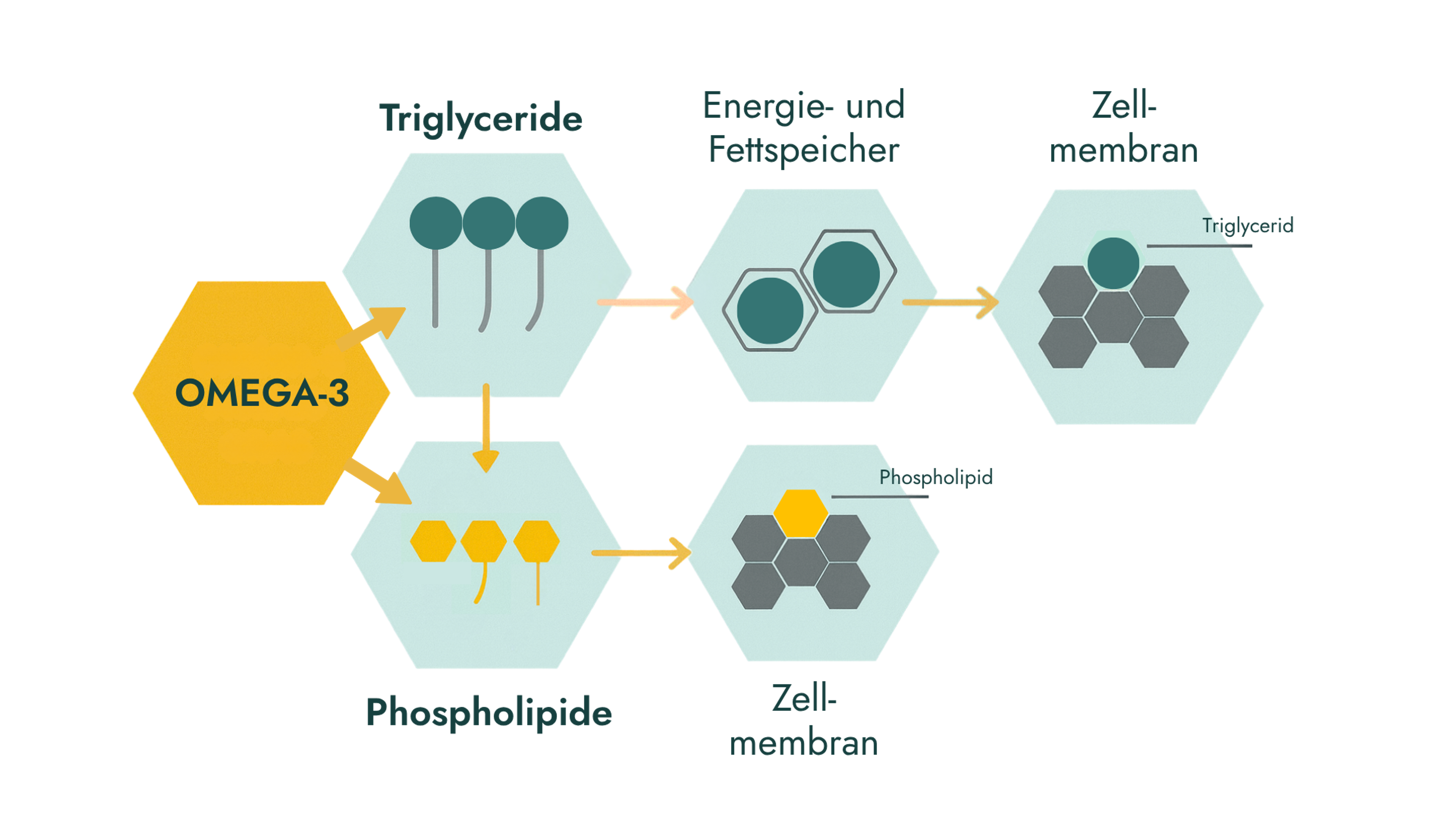 Schema zur Erklärung des Unterschieds zwischen Omega-3 in Triglycerid- und Phospholipidform.