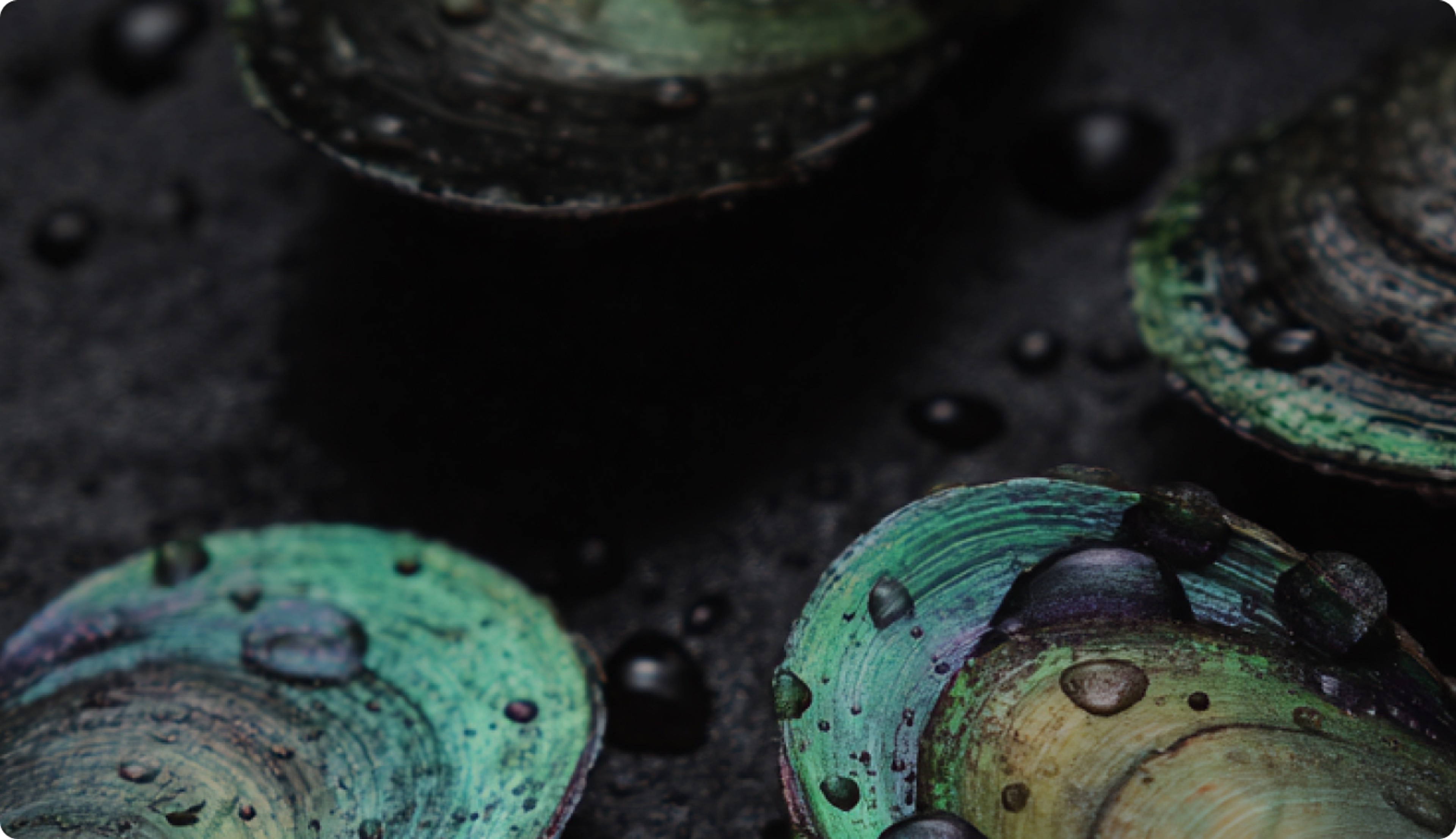 Moules vertes vue macro