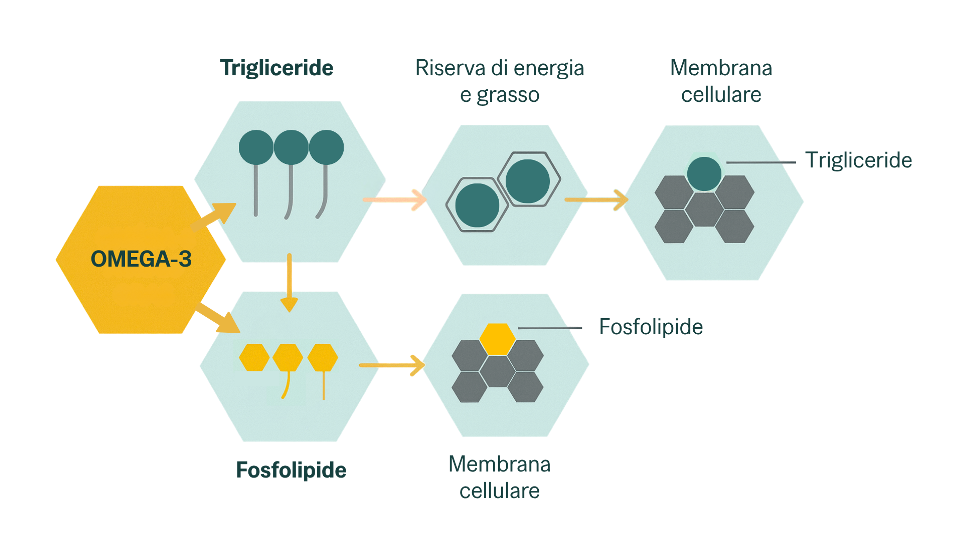 Schema che illustra la differenza tra Omega-3 in forma di trigliceridi e di fosfolipidi.
