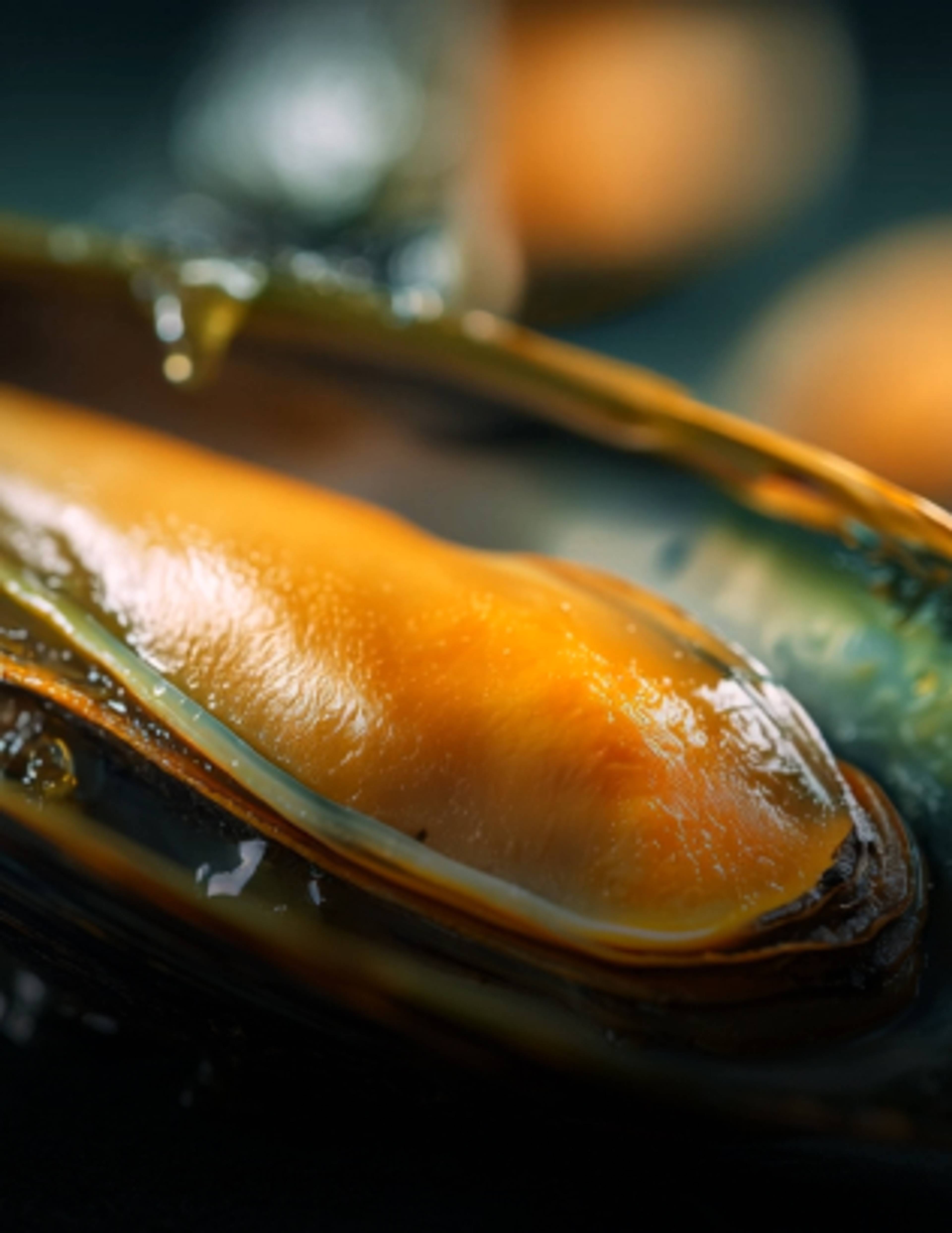 Une moule verte de nouvelle zélande