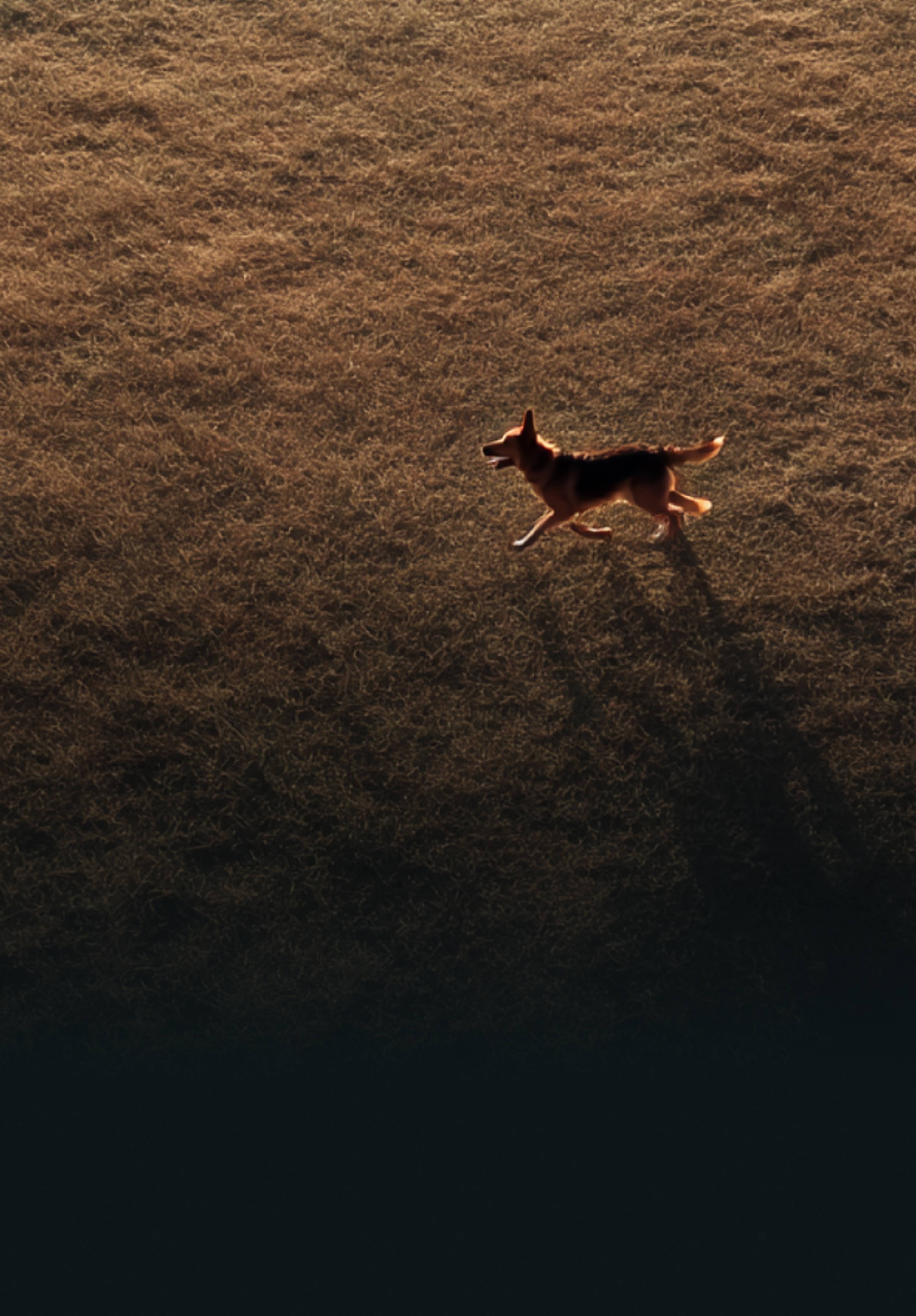 Chien filmé en drone