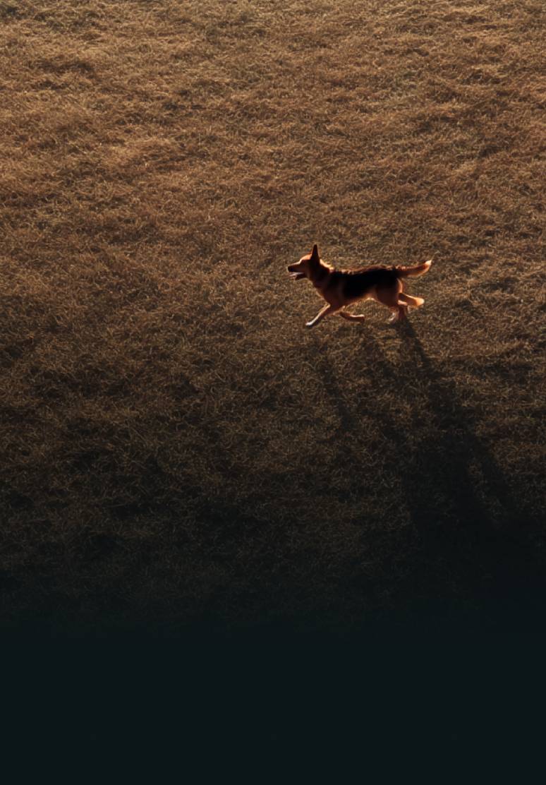 Cane ripreso con drone