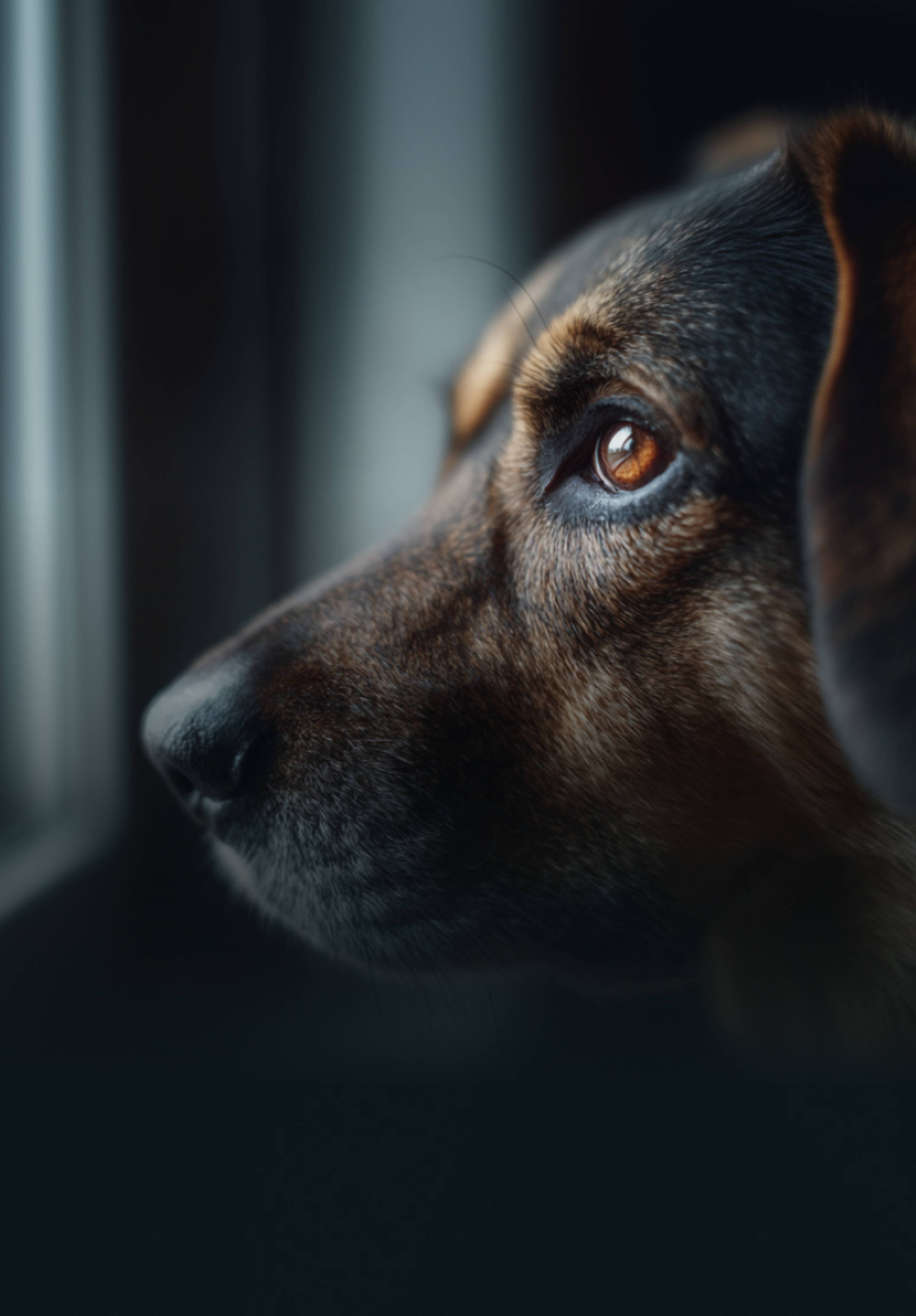 Chien âgé qui regarde à la fenêtre