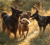 Dog breeds most affected by osteoarthritis