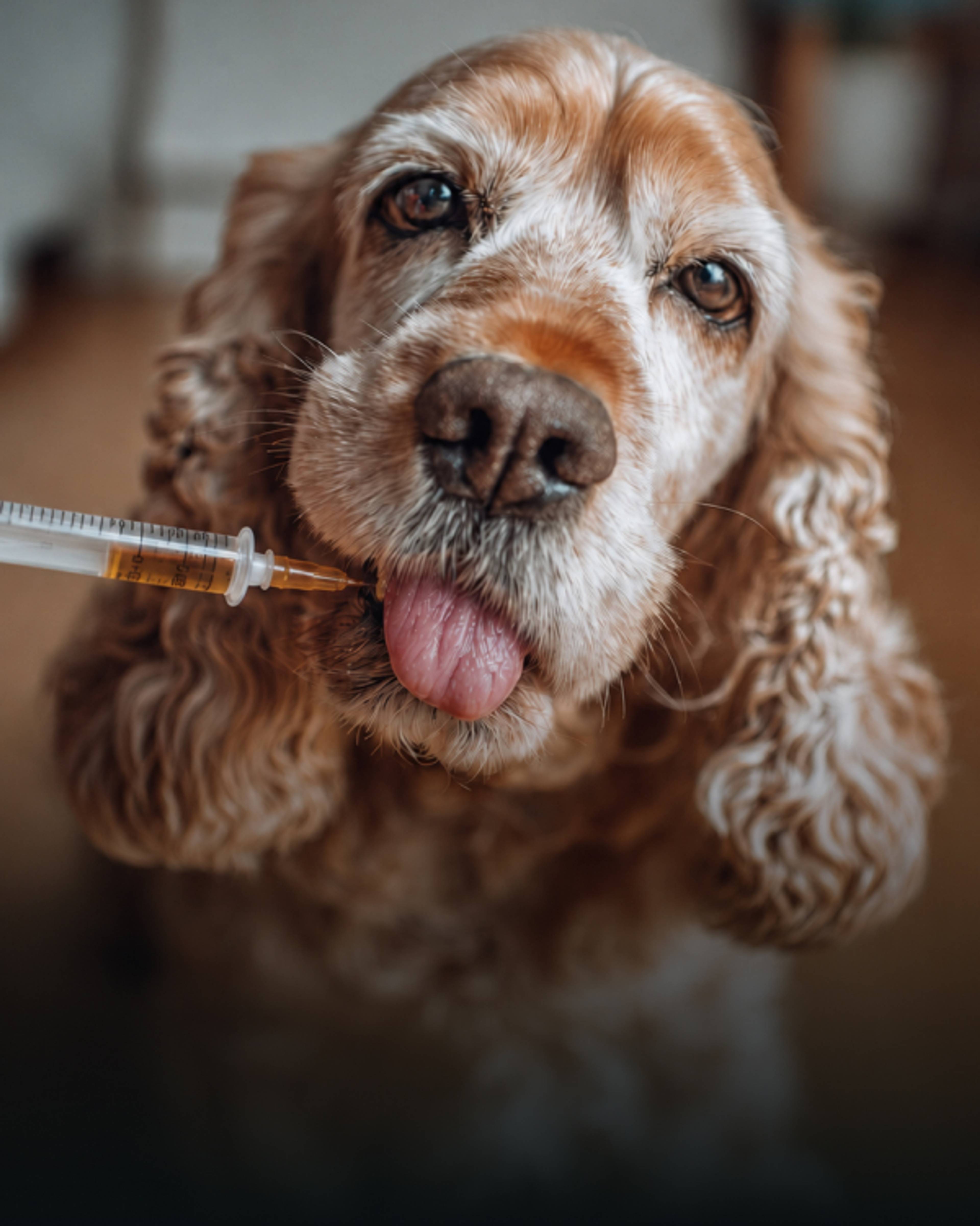 Cocker spaniel qui découvre pernixol