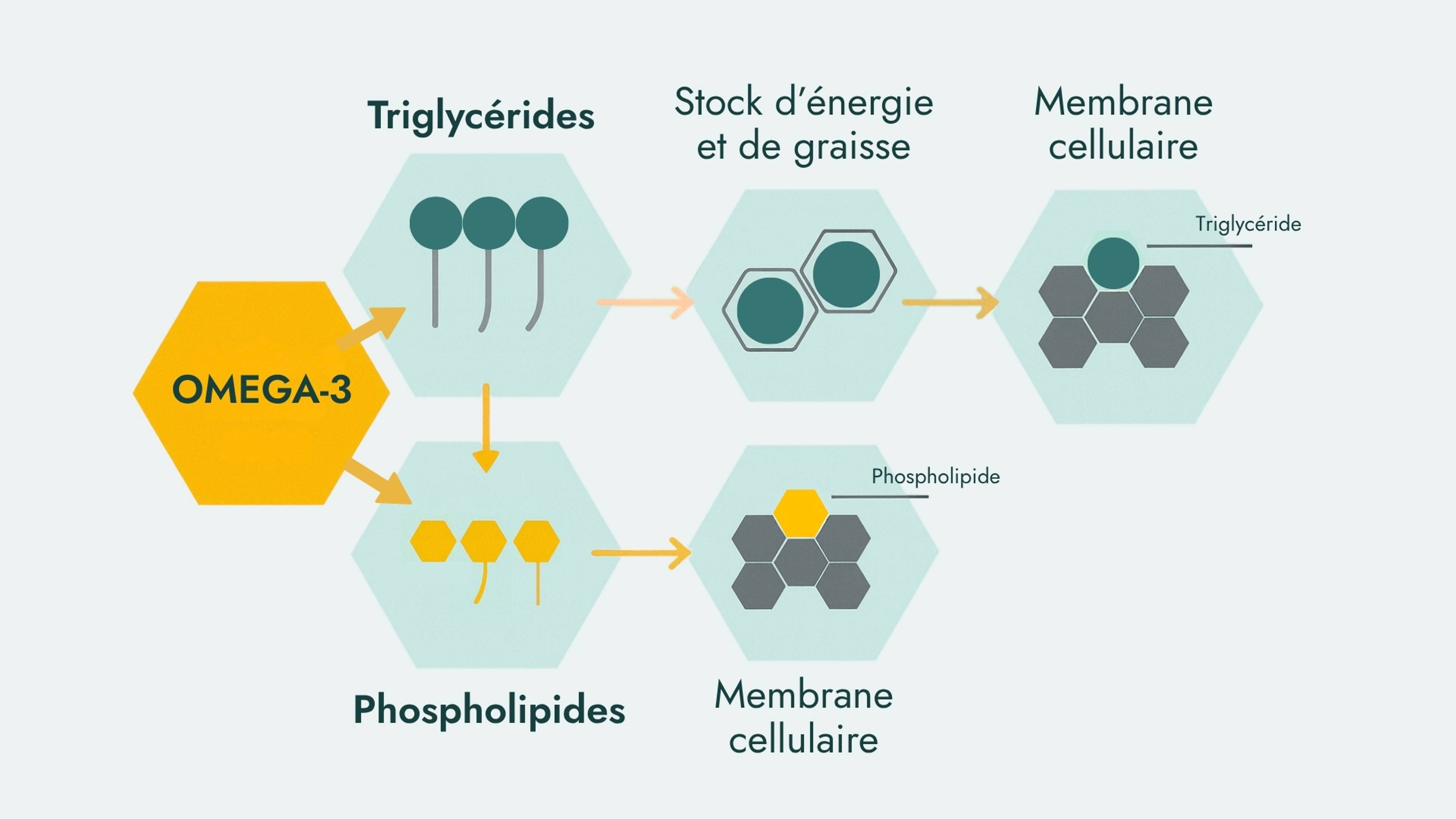 Schéma expliquant la différence entre Oméga-3 en triglycérides et en phospholipides.