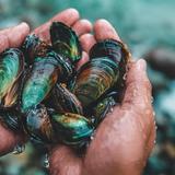 Moules vertes de Nouvelle-Zélande destinée à la fabrication de l'huile pour Pernixol, complément articulaire pour chien