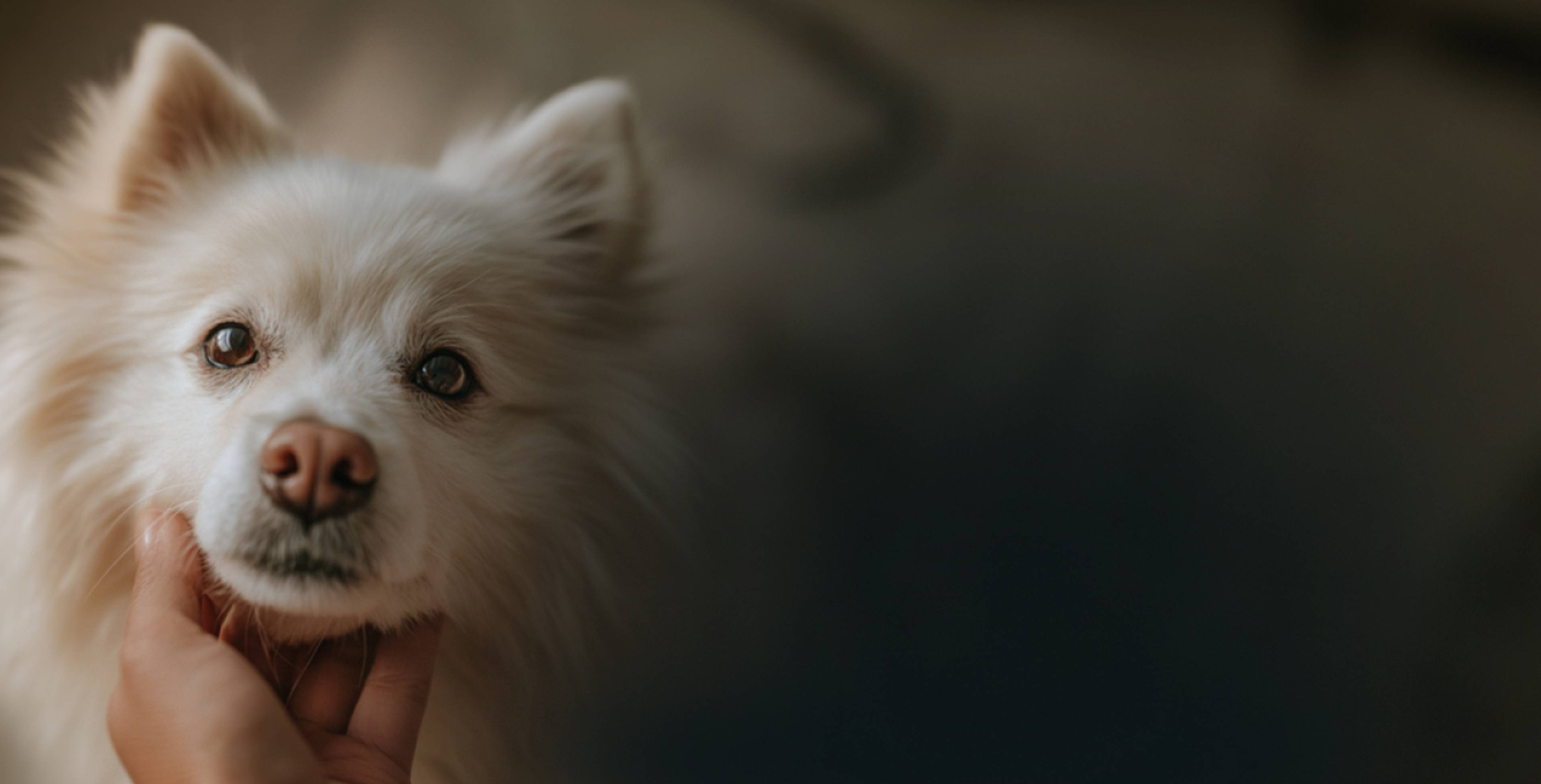Un maitre caressant son chien sur menton
