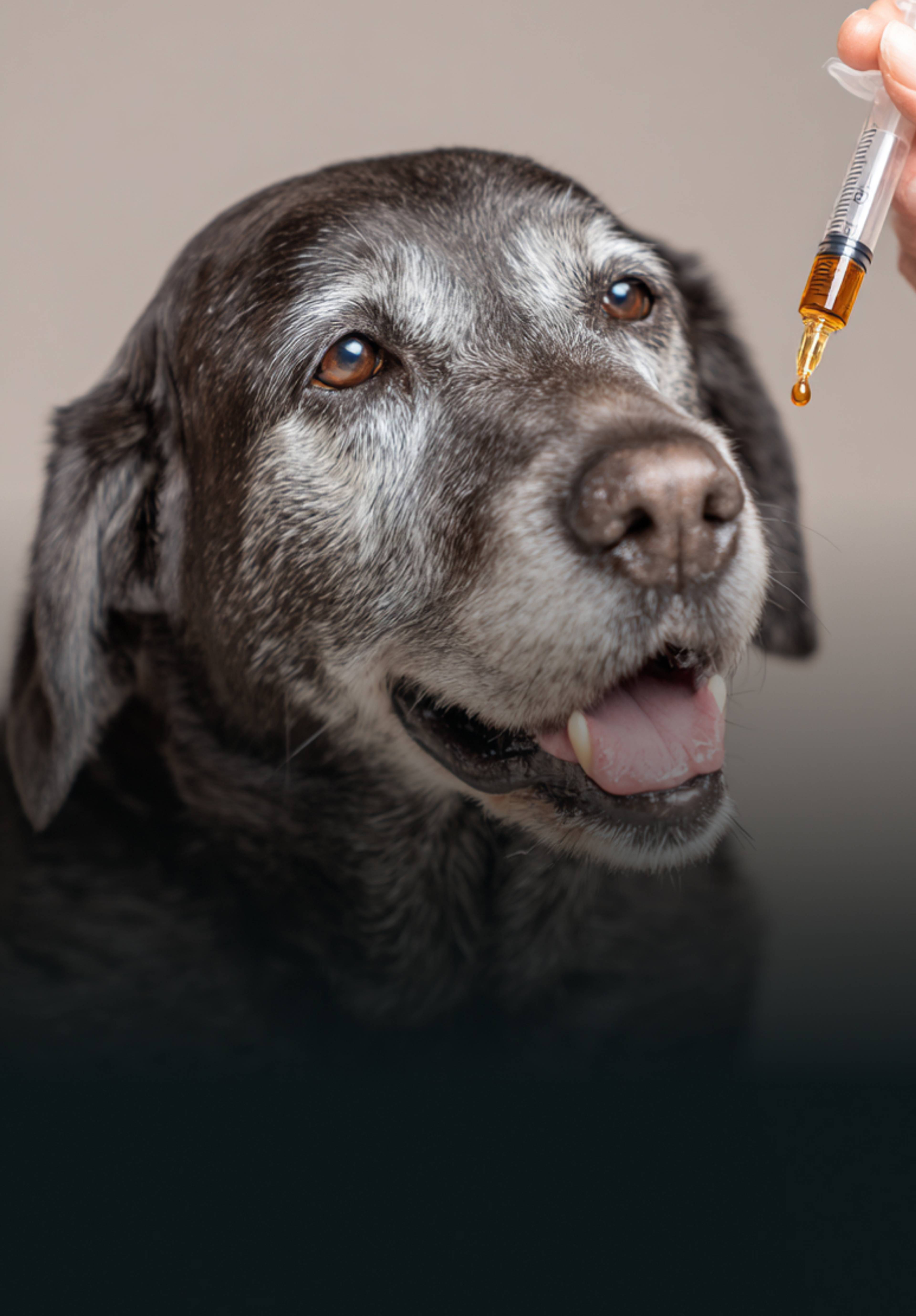 Chien qui prend l'huile de microalgue
