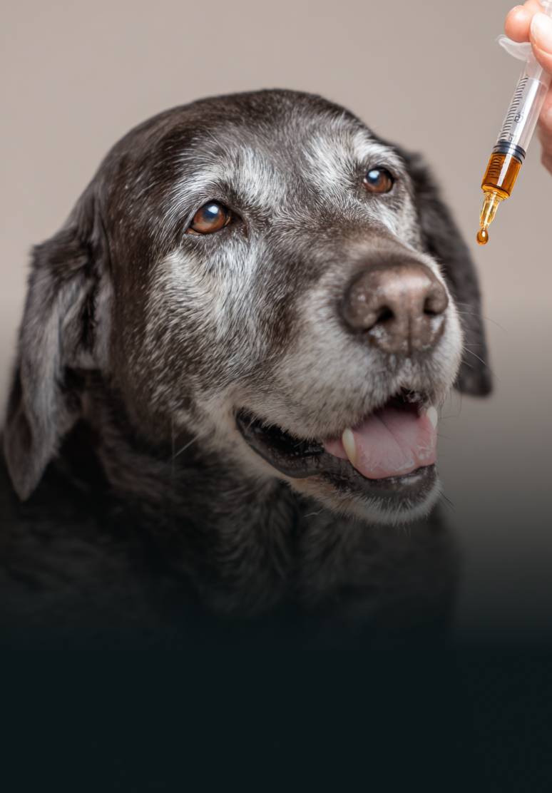 Cane che assume olio di microalga