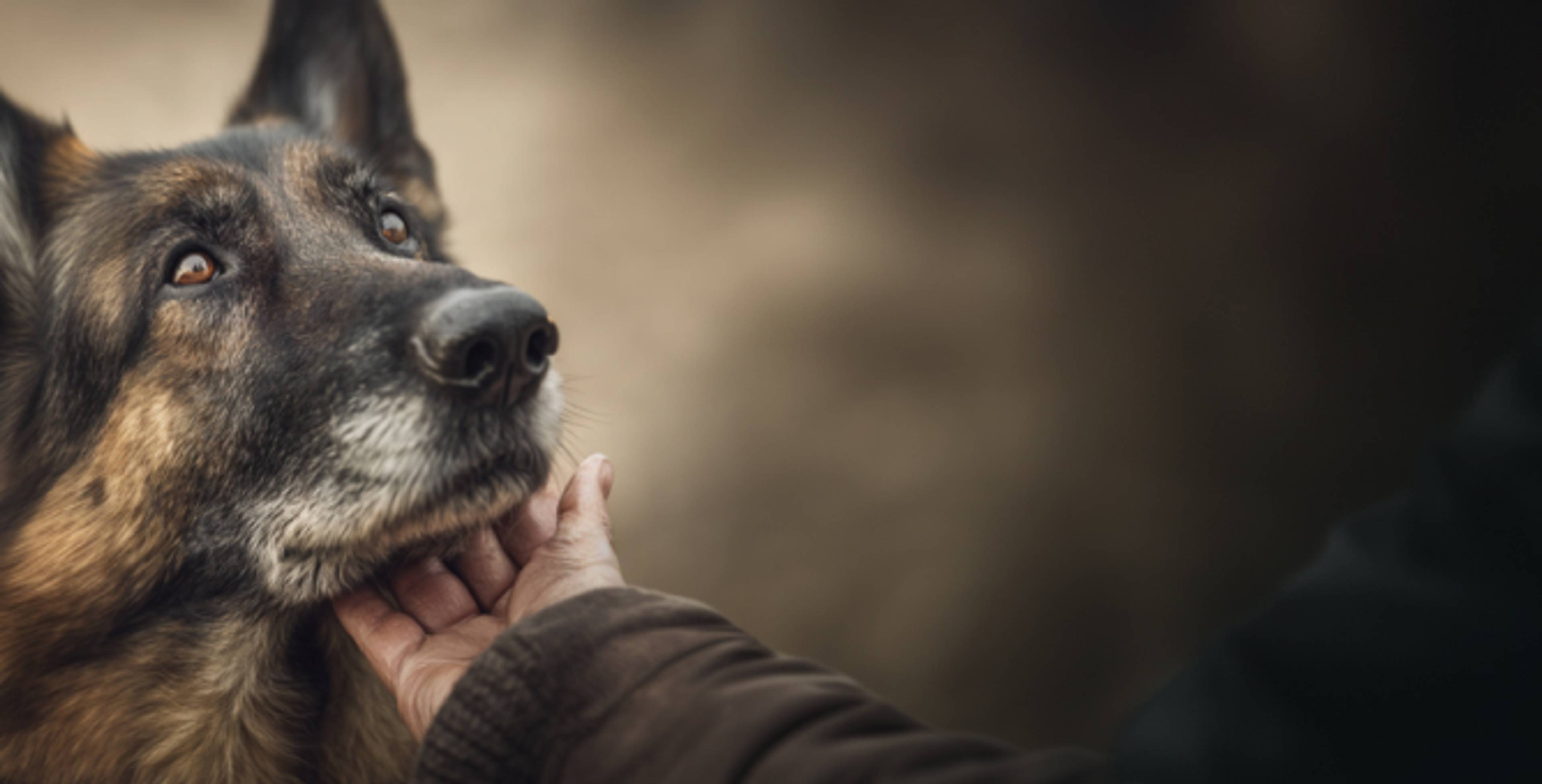 Un maitre caressant son chien sur menton