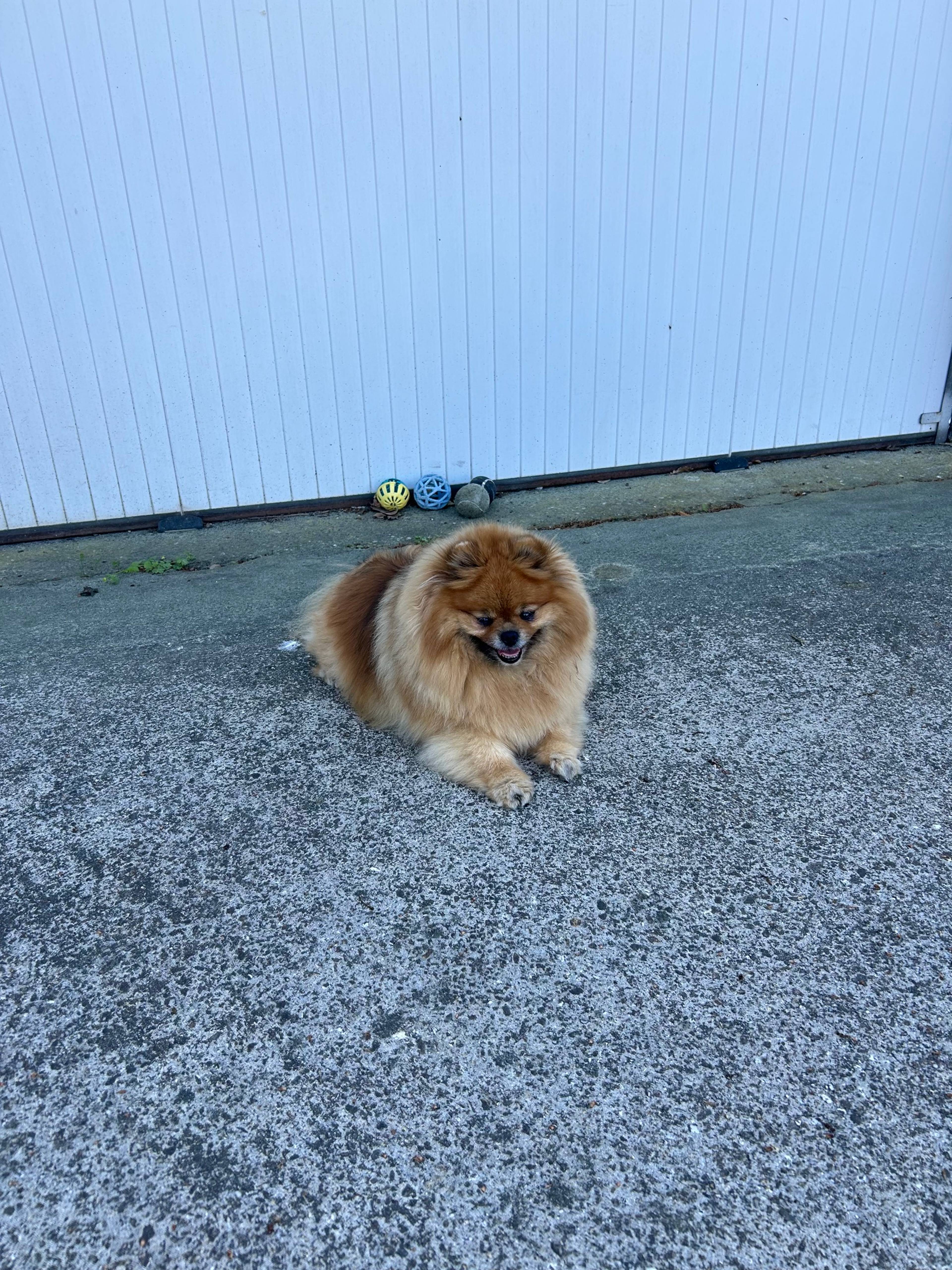 Photo de Noisette, chien spitz nain de 9 ans traité avec Pernixol
