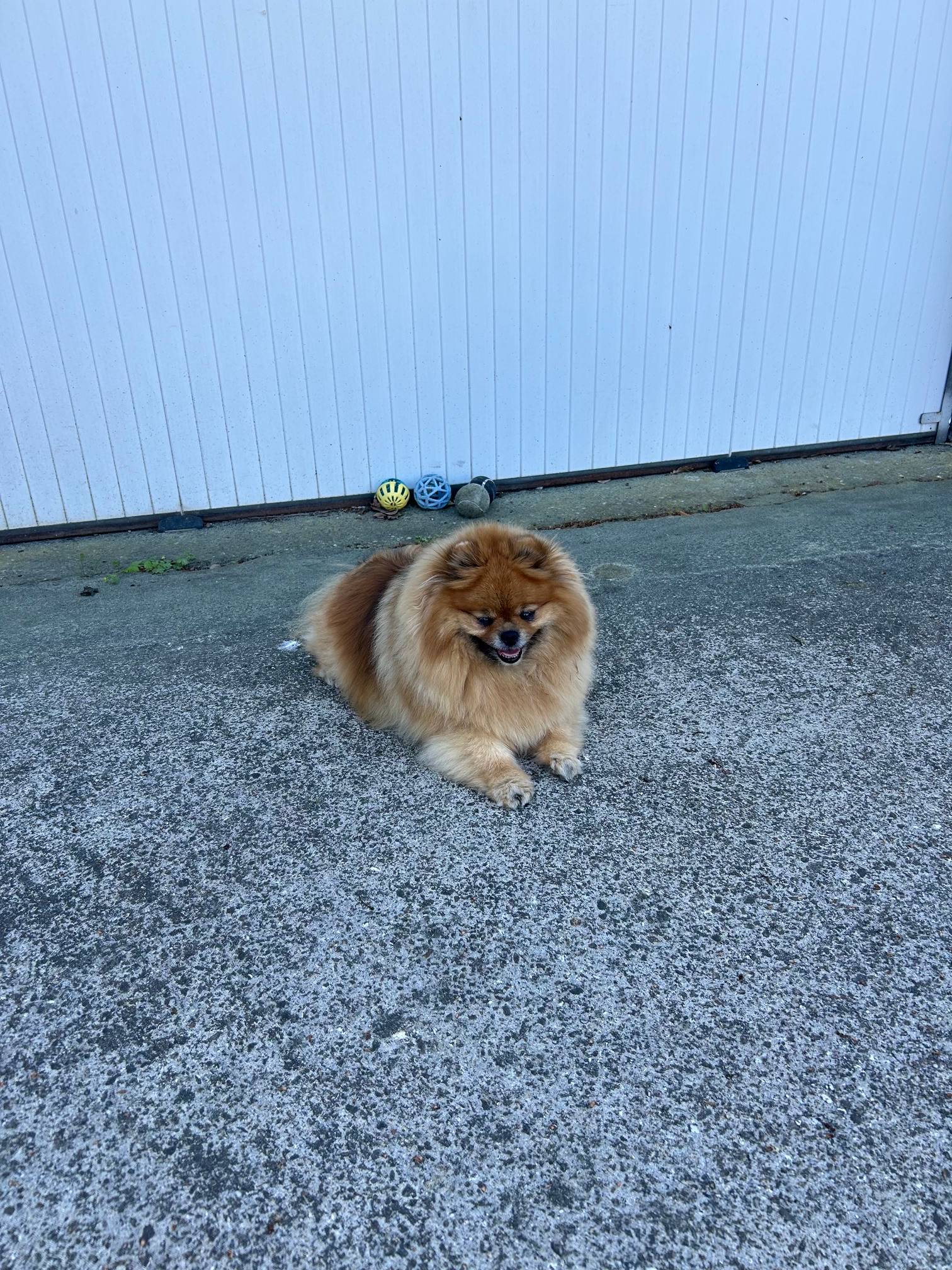 Photo of Noisette, 9-year-old Pomeranian treated with PERNIXOL