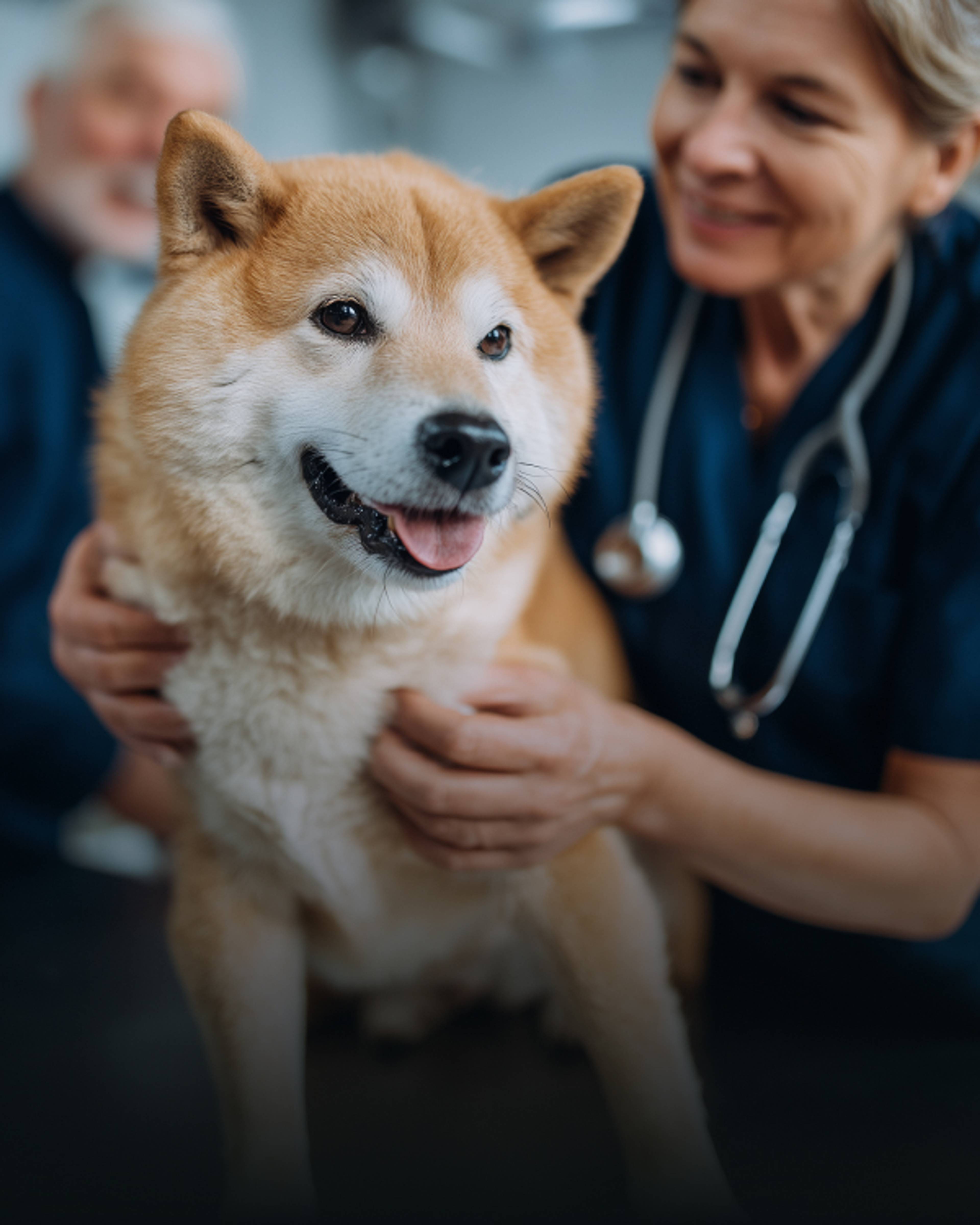 Un vétérinaire osculte un chien avec son stétoscope