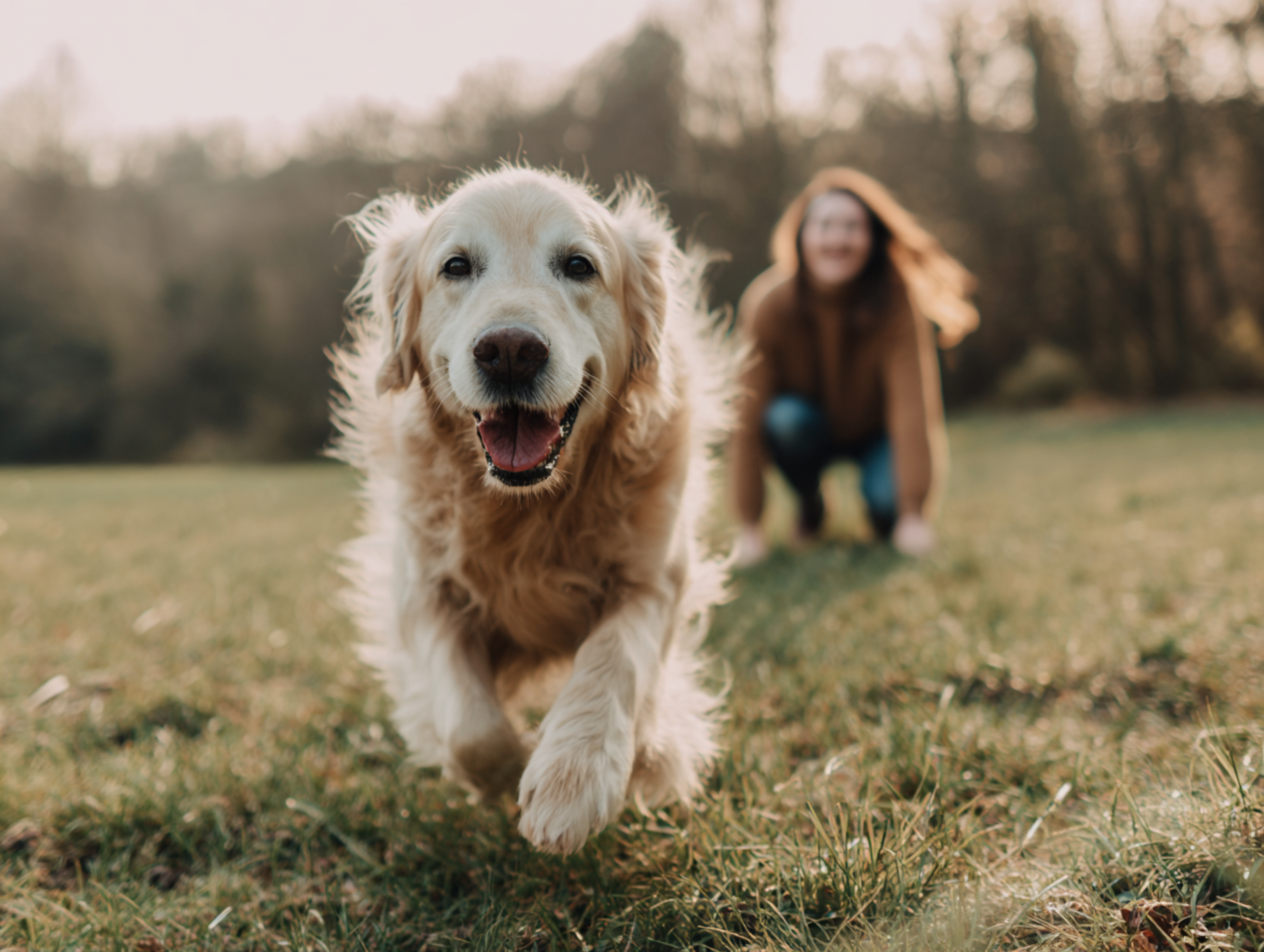 Chien qui retrouve la mobilité après une cure de PERNIXOL®