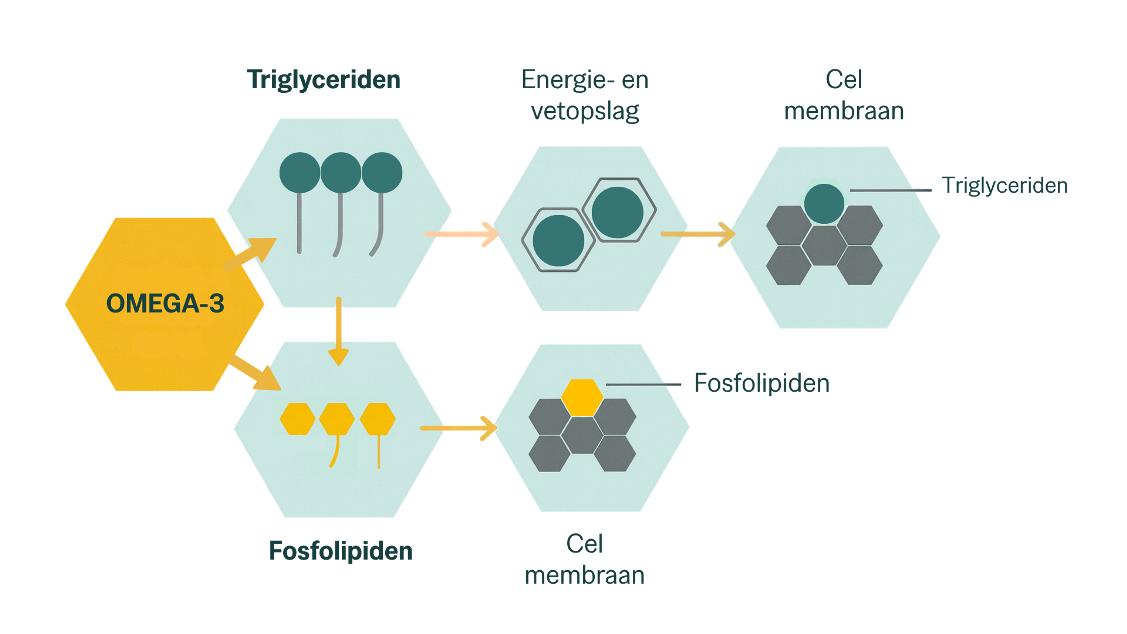 Schema dat het verschil uitlegt tussen Omega-3 in triglyceriden en in fosfolipiden.