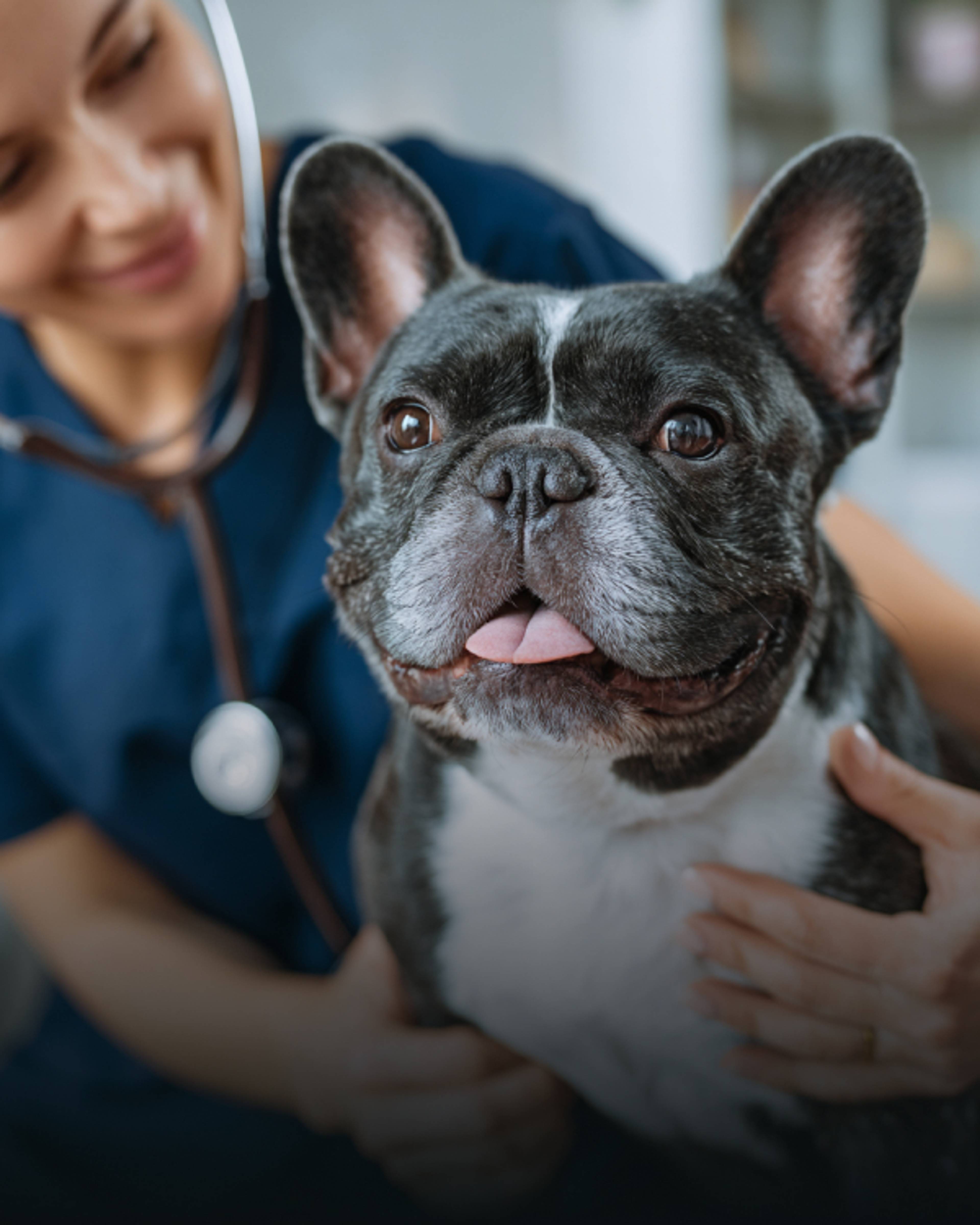 Un vétérinaire osculte un chien avec son stétoscope