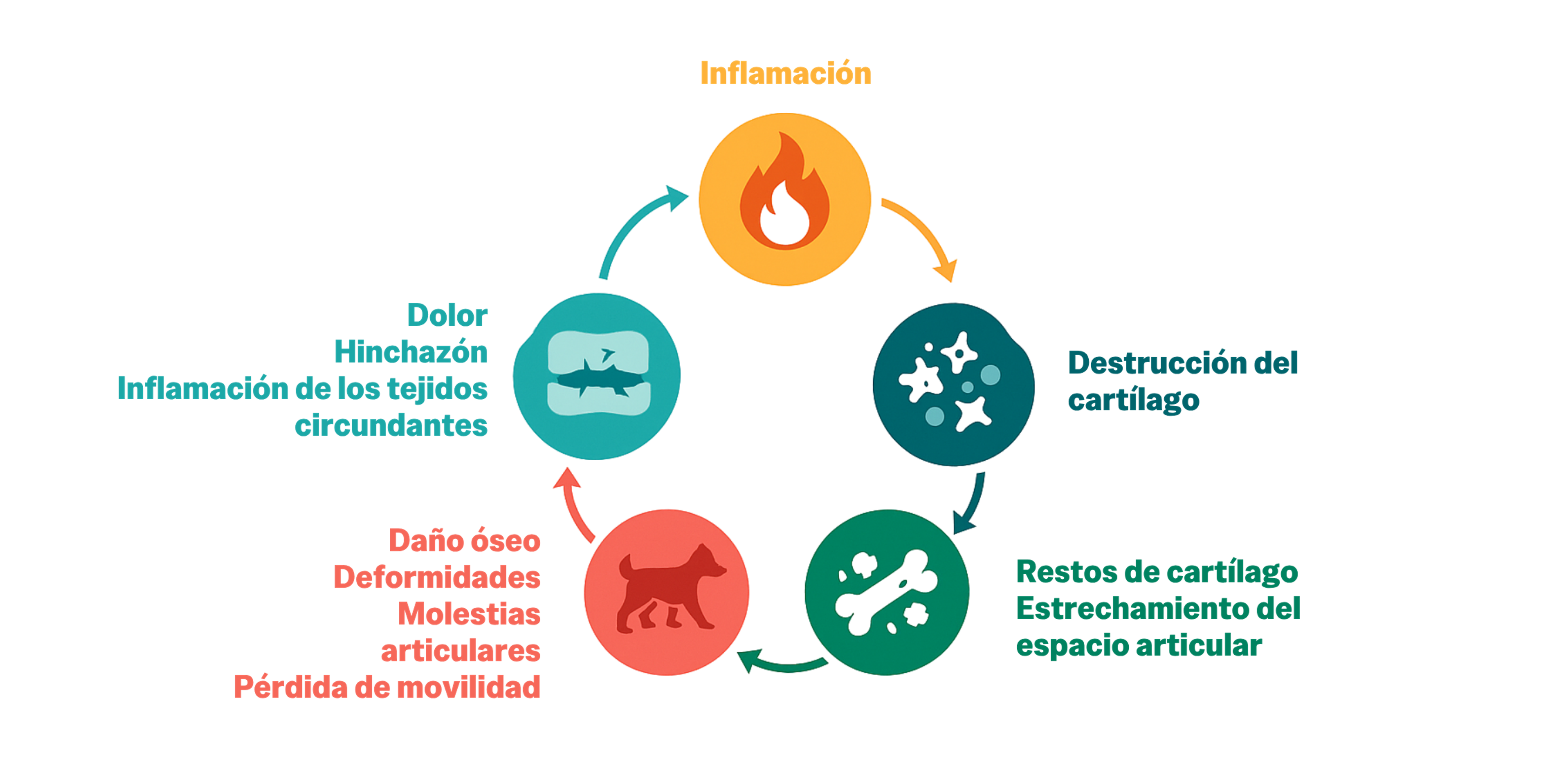 Mecanismos biologicos de la artrosis canina