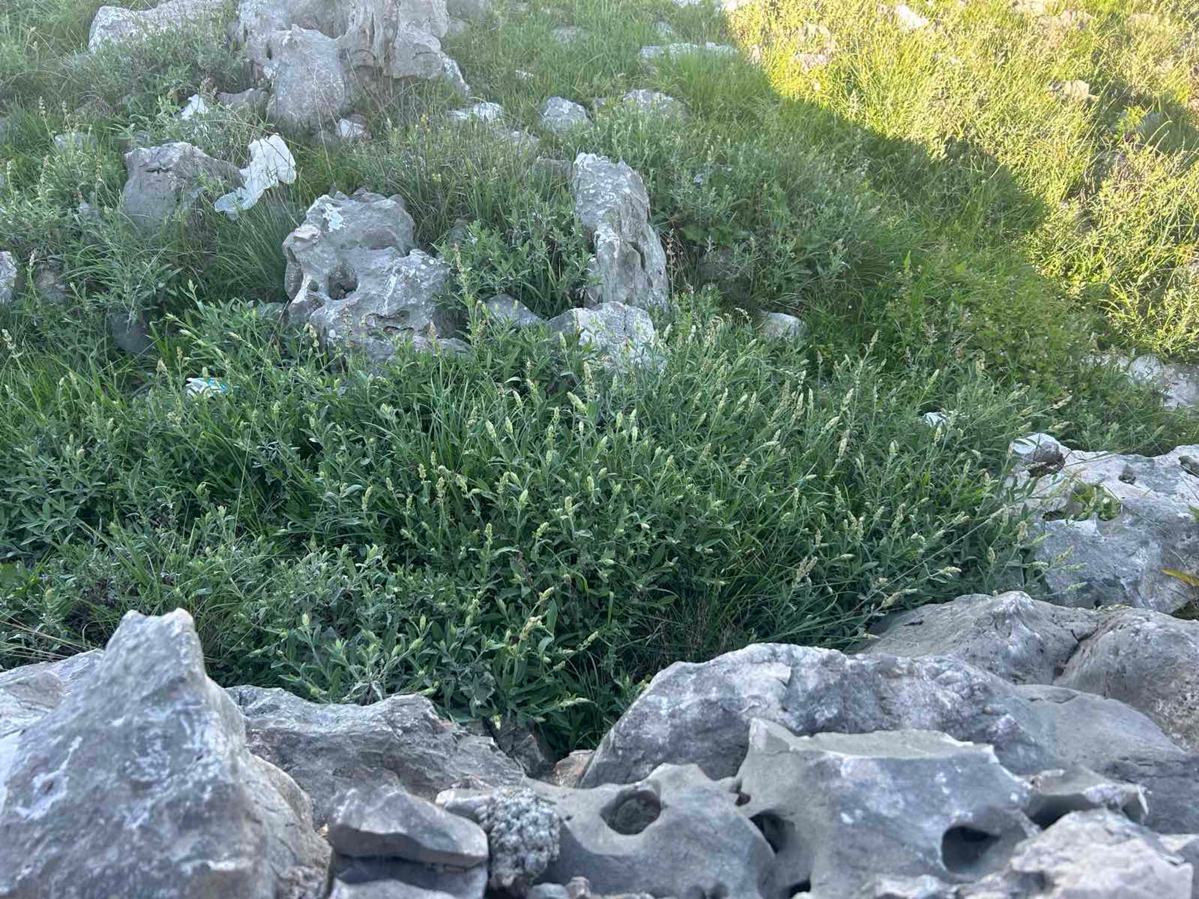 Sage growing among the rocks.